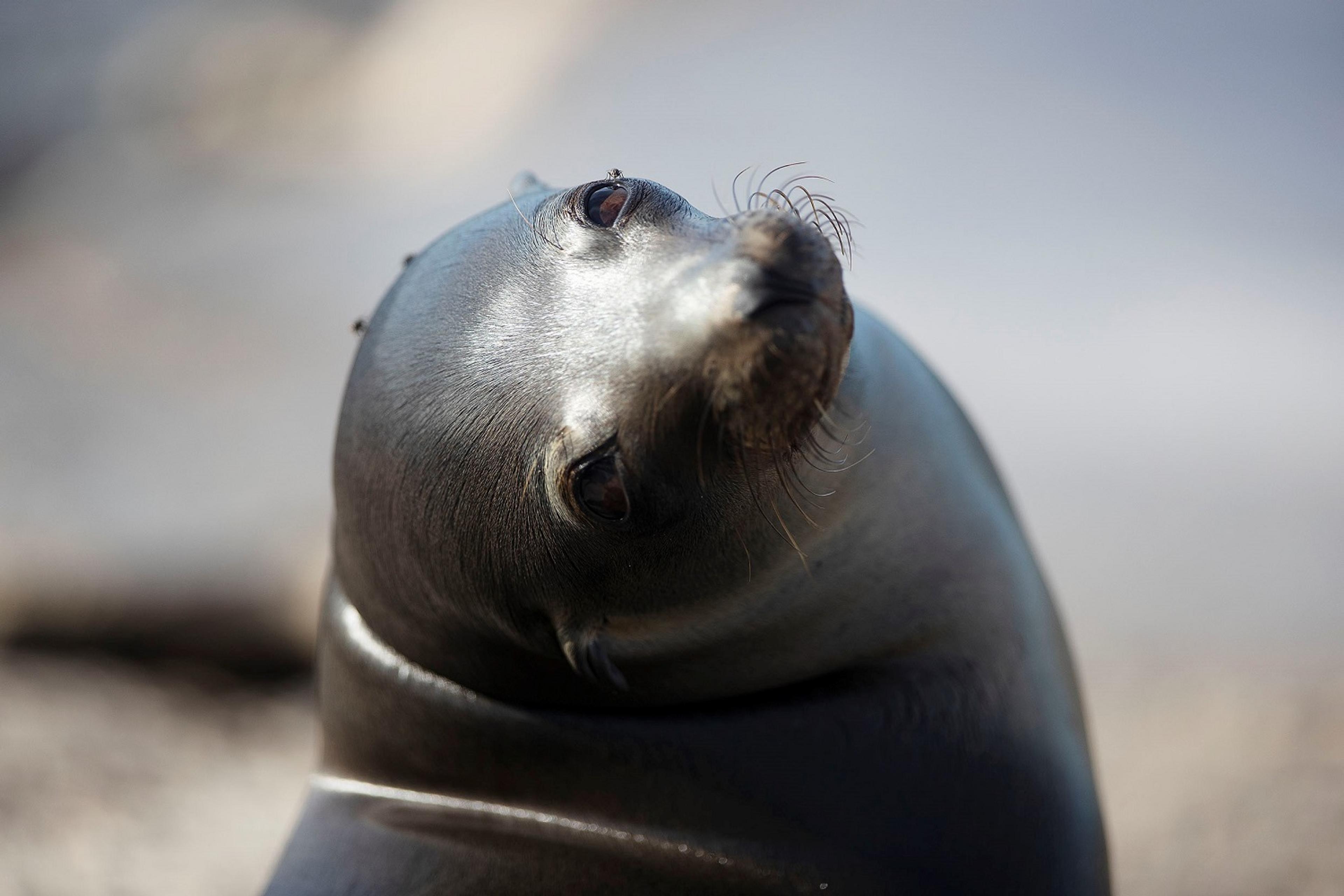 A Galápagos sea lion./Lucia Griggi