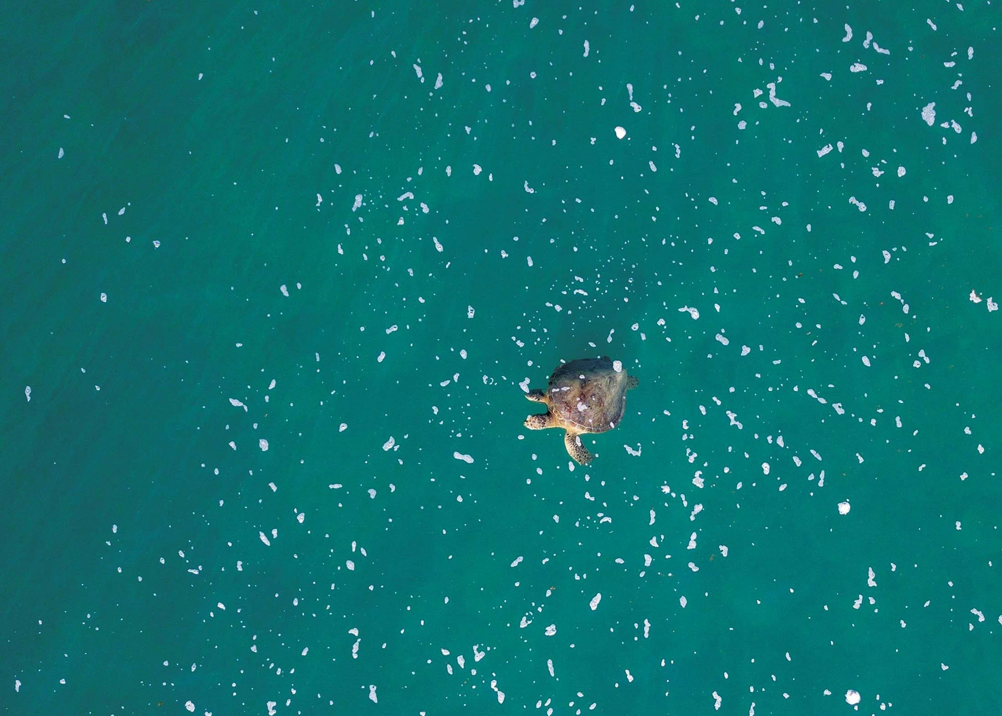A sea turtle near the Montgomery Reef, Kimberley, Australia./Pablo Bianco