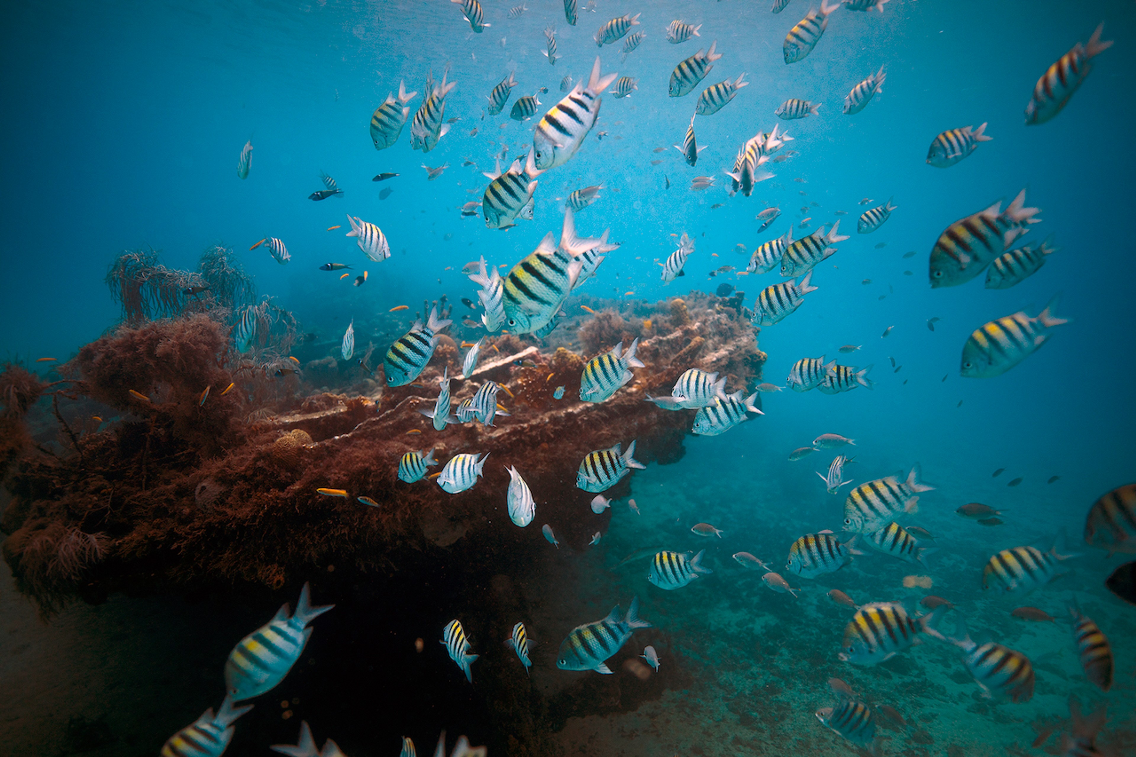 The sunken Greek freighter Stavronikita makes for a stunning artificial reef/Silversea photo