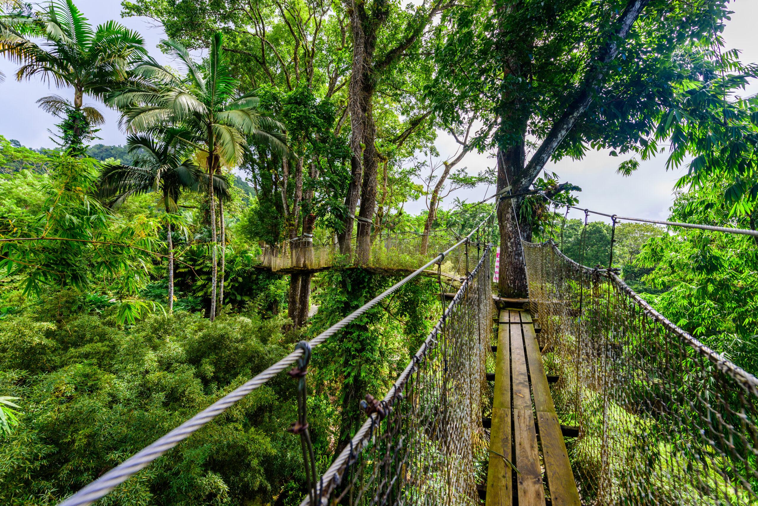 From the tree tops: Rope bridges give a bird's-eye view of the lush Jardin de Balata./Getty Images