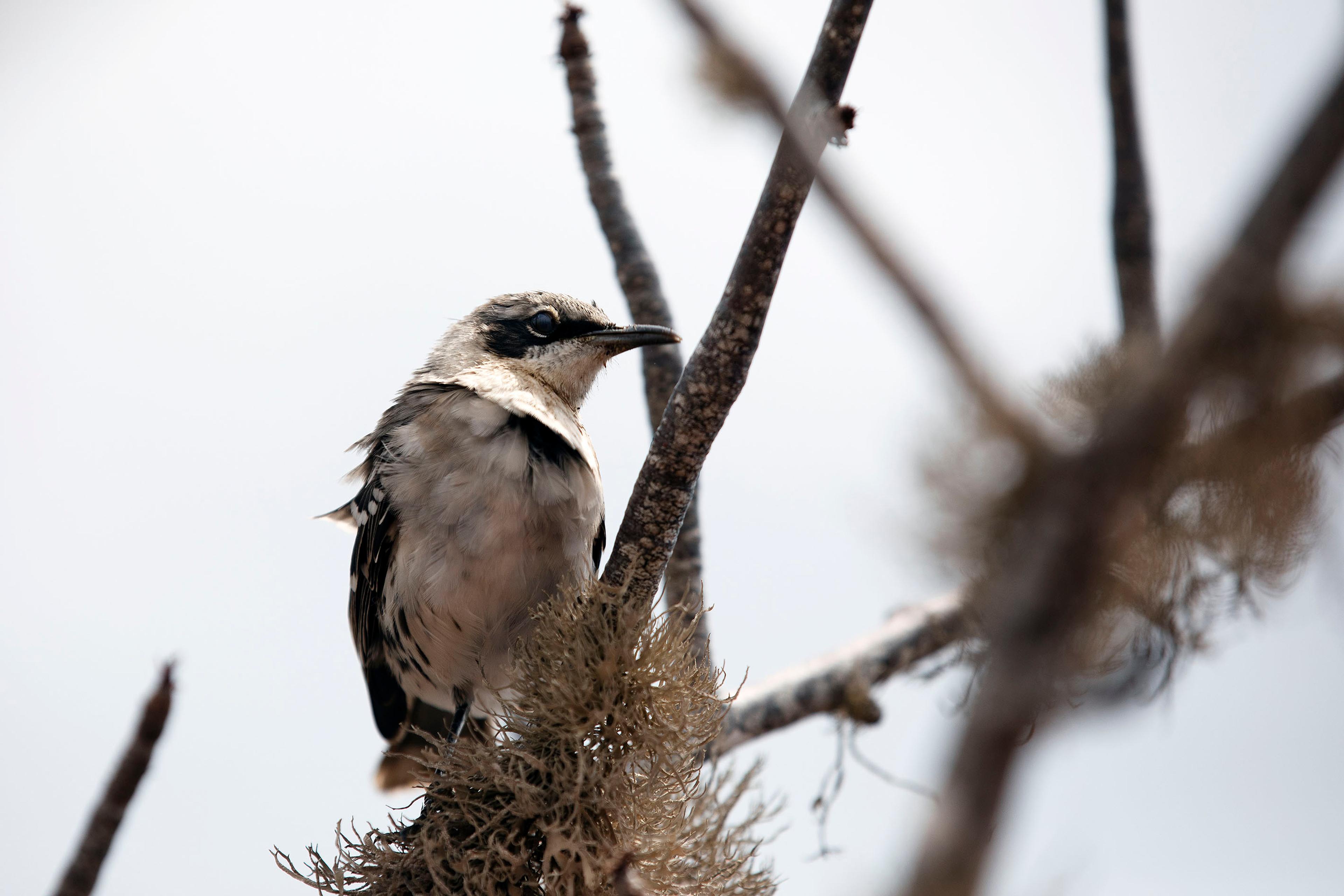 Charles Darwin studied Darwin's finches prior to the publication of 'On the Origin of the Species.'/Lucia Griggi