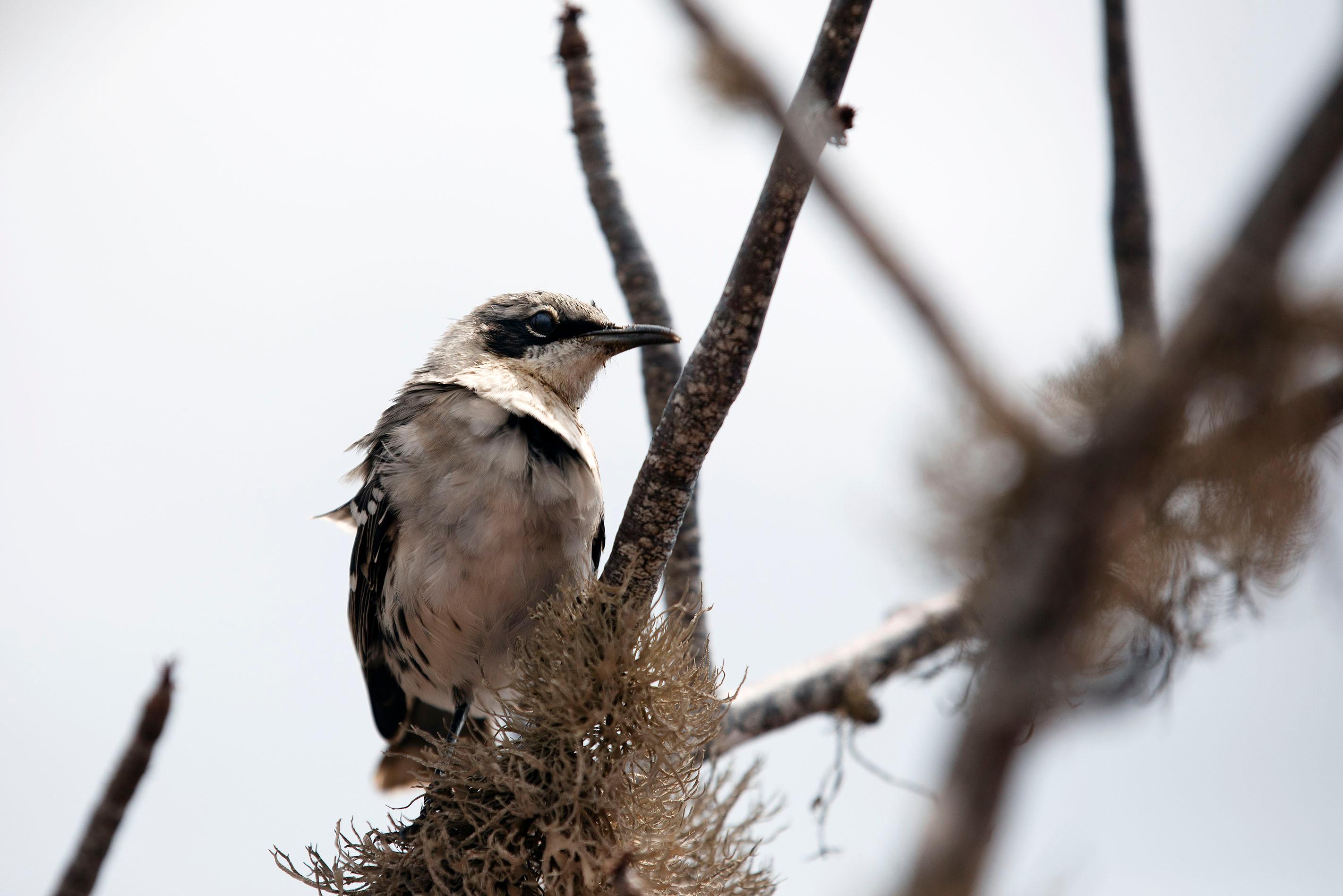 Charles Darwin studied Darwin's finches prior to the publication of 'On the Origin of the Species.'/Lucia Griggi