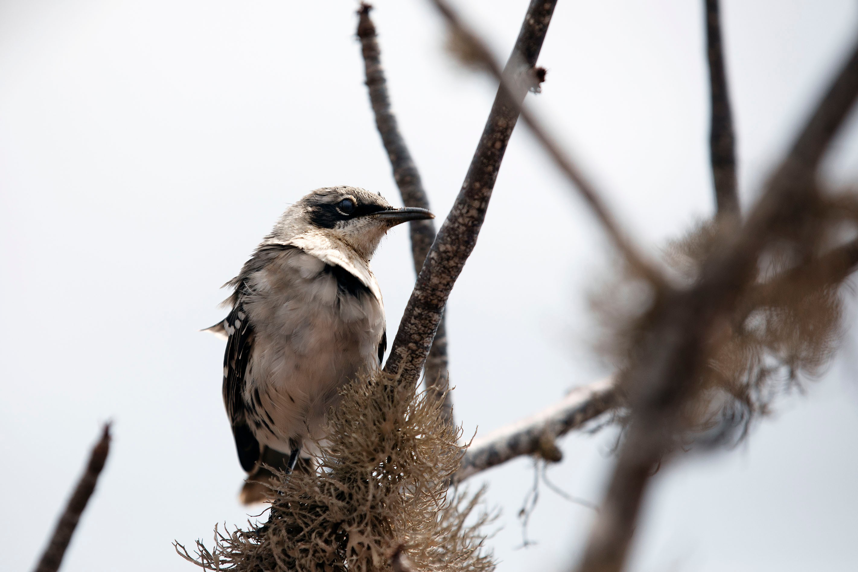 Charles Darwin studied Darwin's finches prior to the publication of 'On the Origin of the Species.'/Lucia Griggi