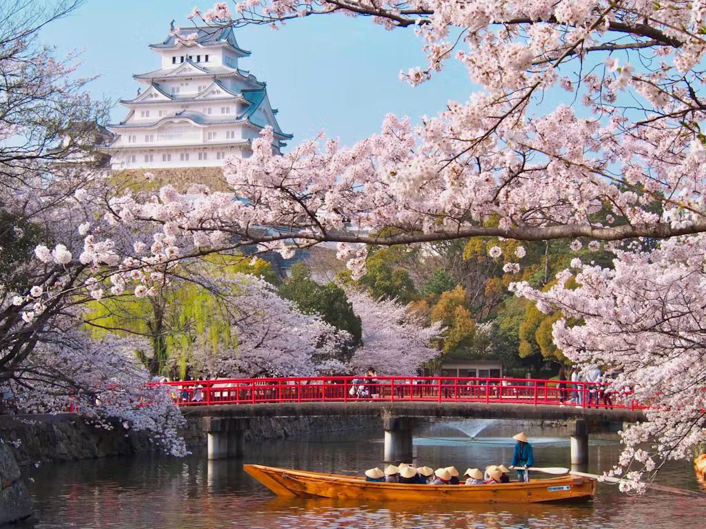 Experience Japan’s famous cherry blossoms in spring