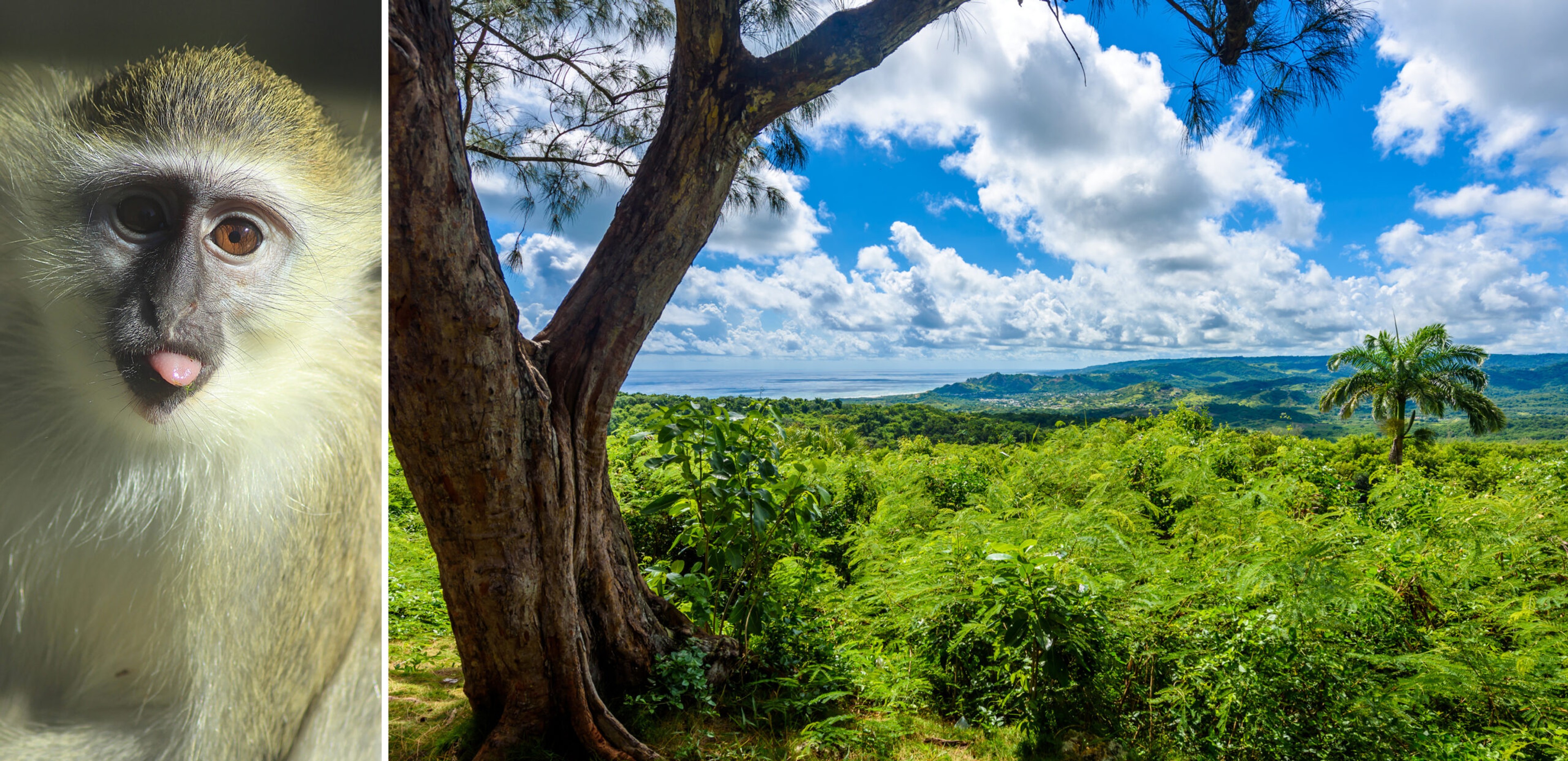 Green monkeys roam in the Barbados Wildlife Reserve./Shutterstock