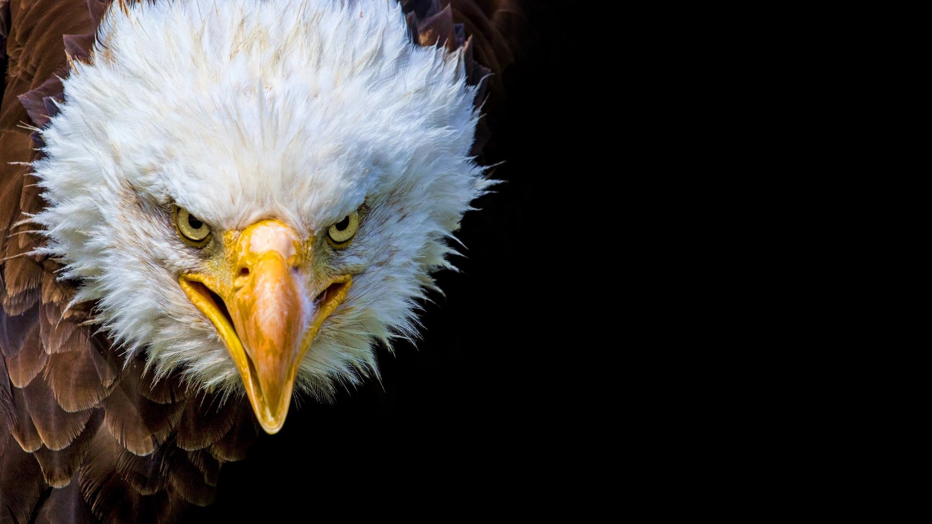 Soaring Video Captures the Triumphant Comeback of Alaska’s Bald Eagles