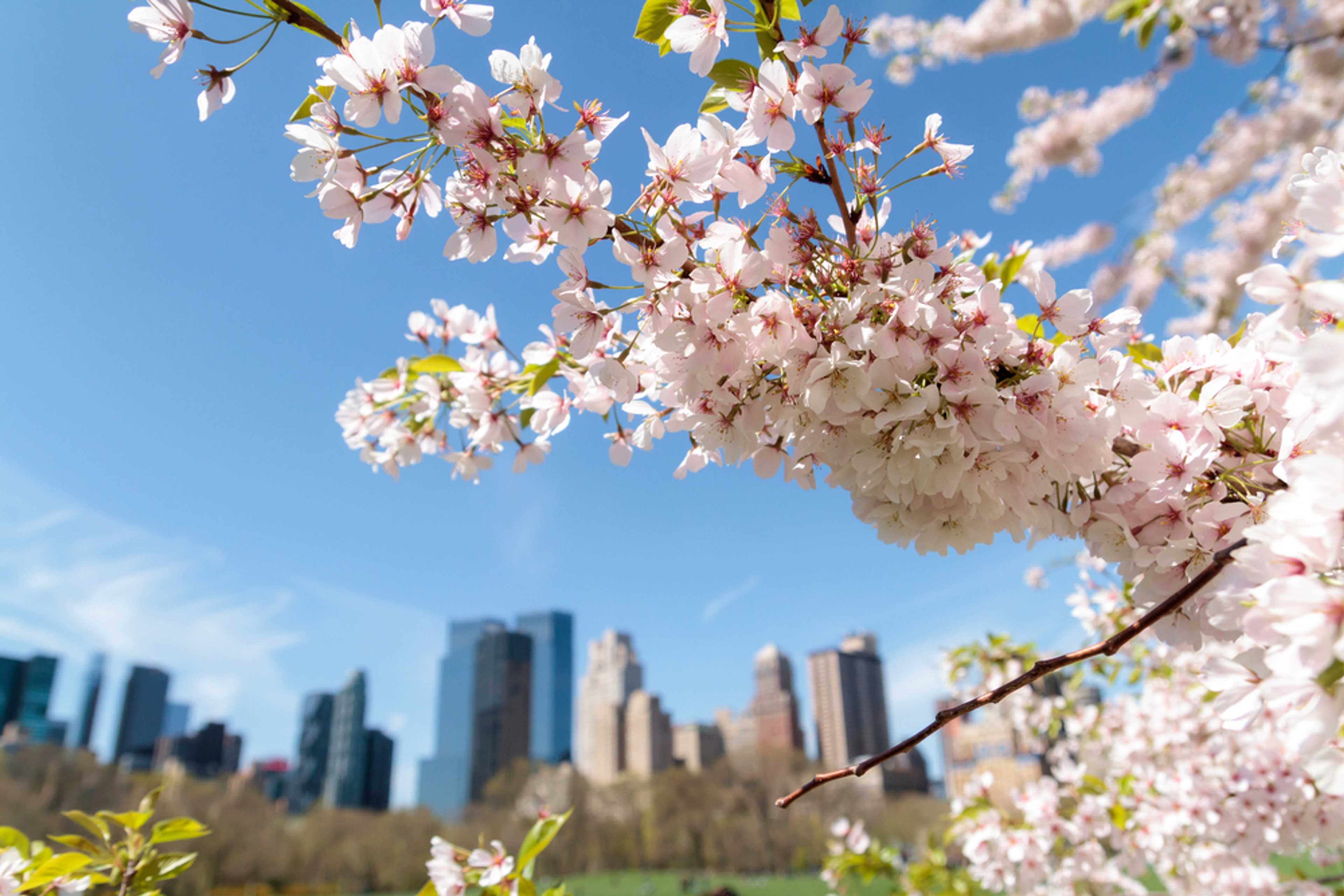 There's nothing quite like Central Park in spring. Silversea's World Cruise 2025 ends May 29 in New York./Shutterstock