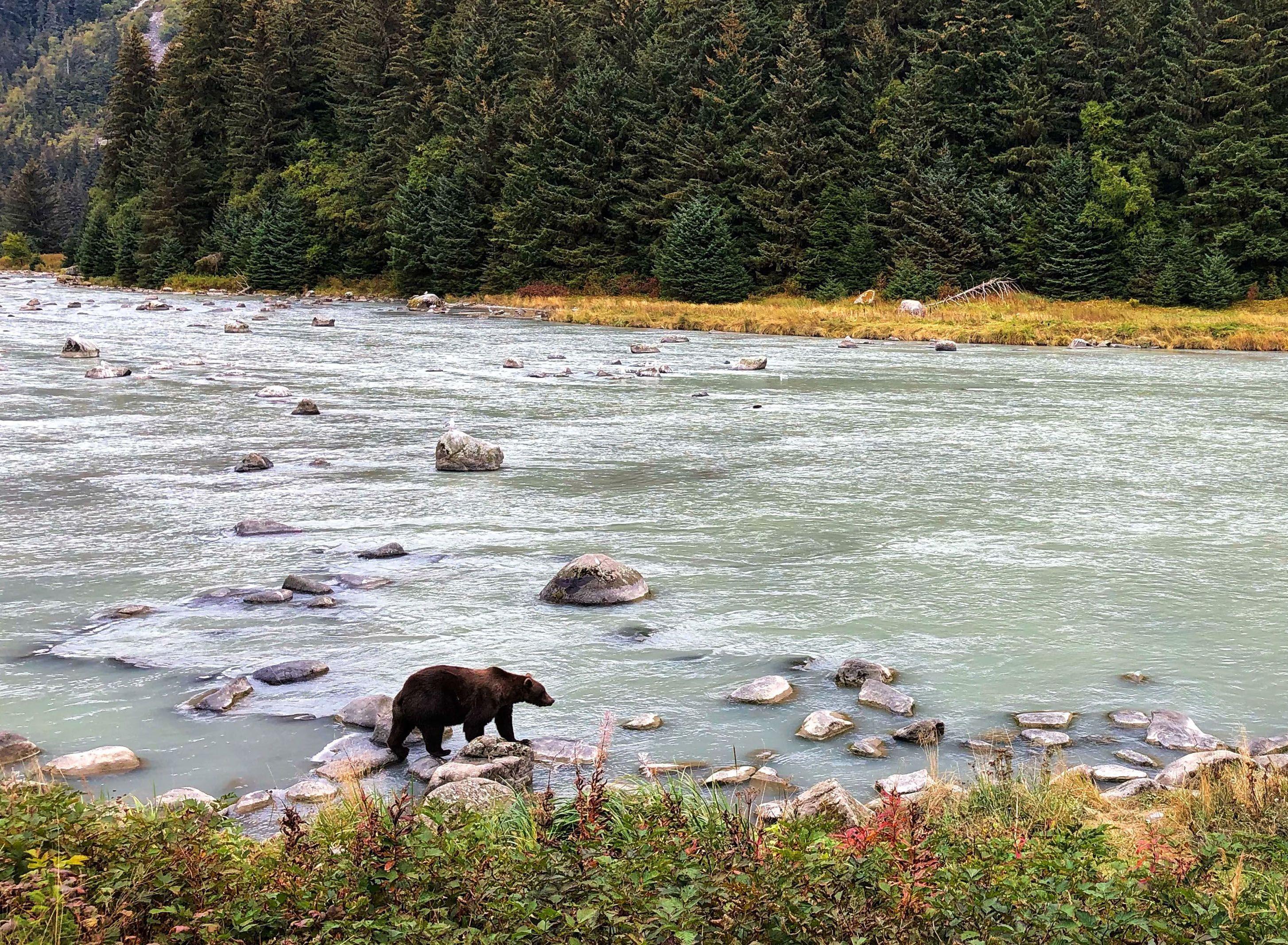 A Brown Bear looking for the perfect fishing spot