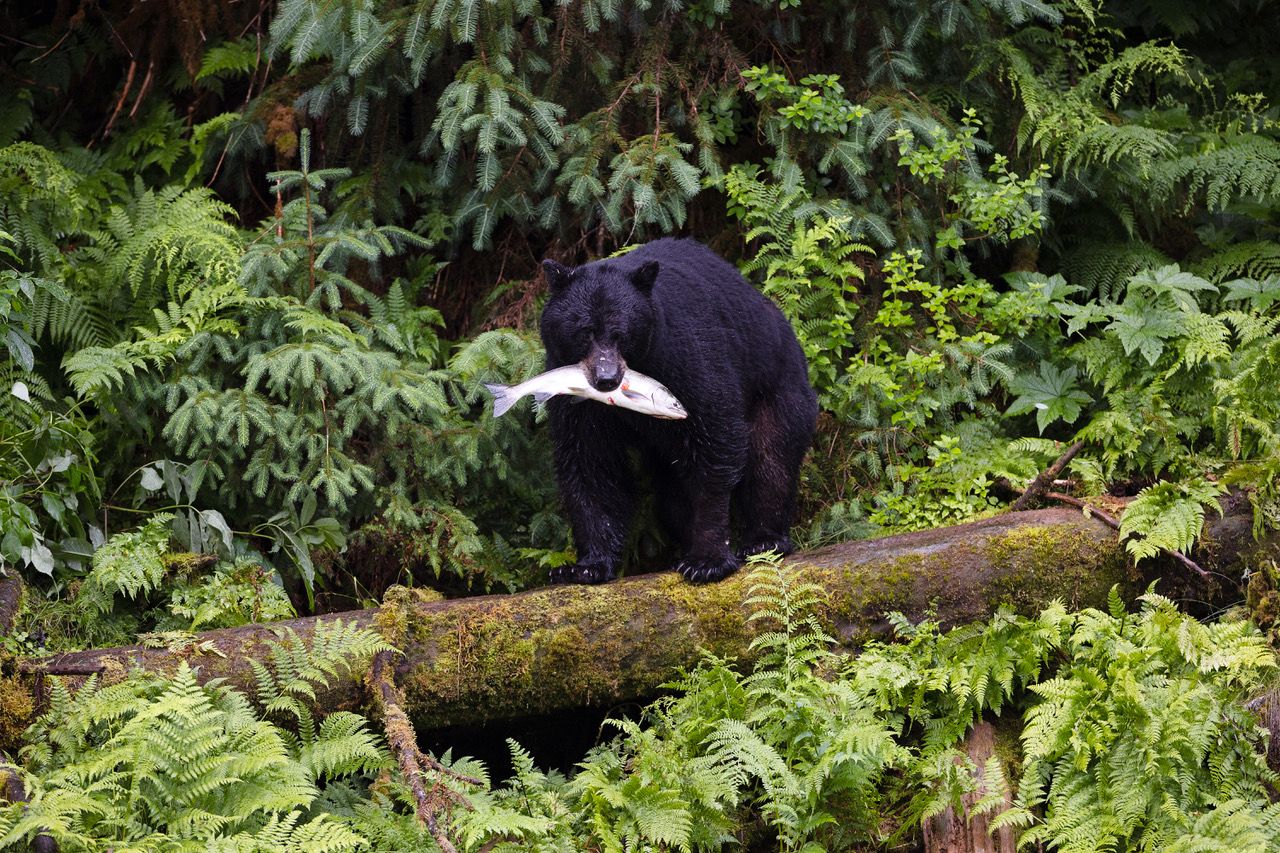 In Alaska, Wrangell’s Black Bears are Alluring — From a Distance