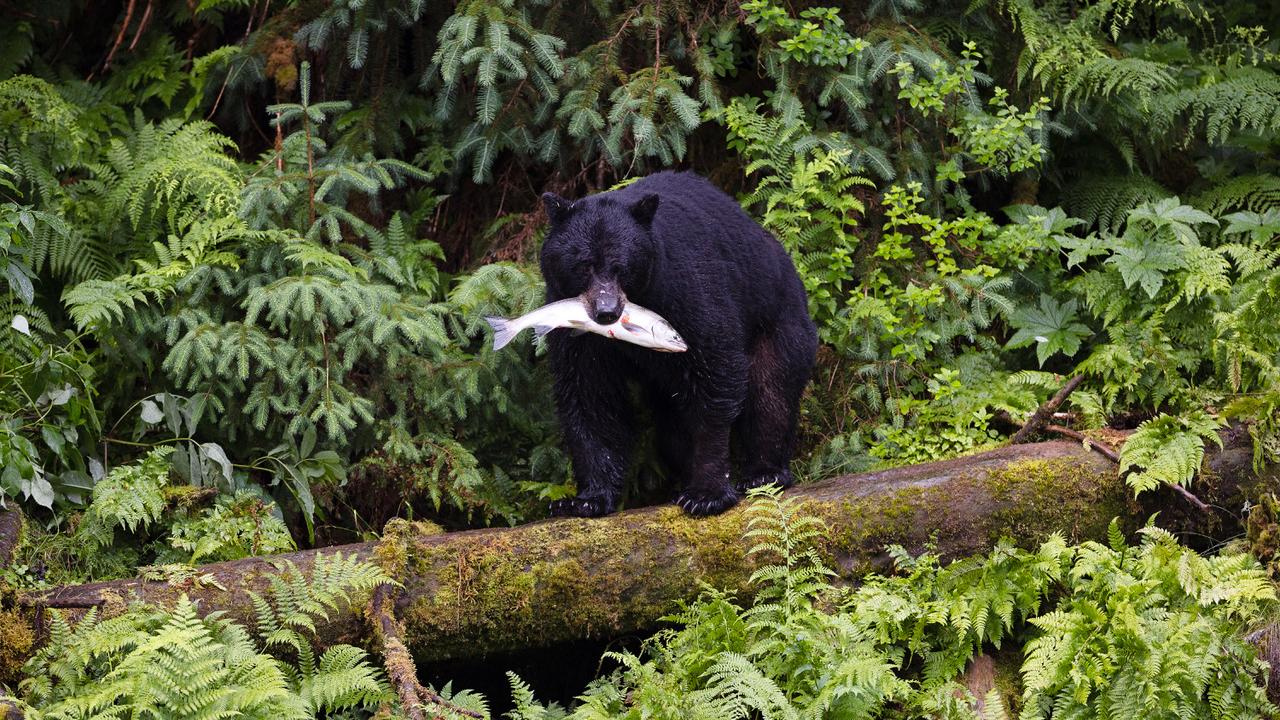 In Alaska, Wrangell’s Black Bears are Alluring — From a Distance