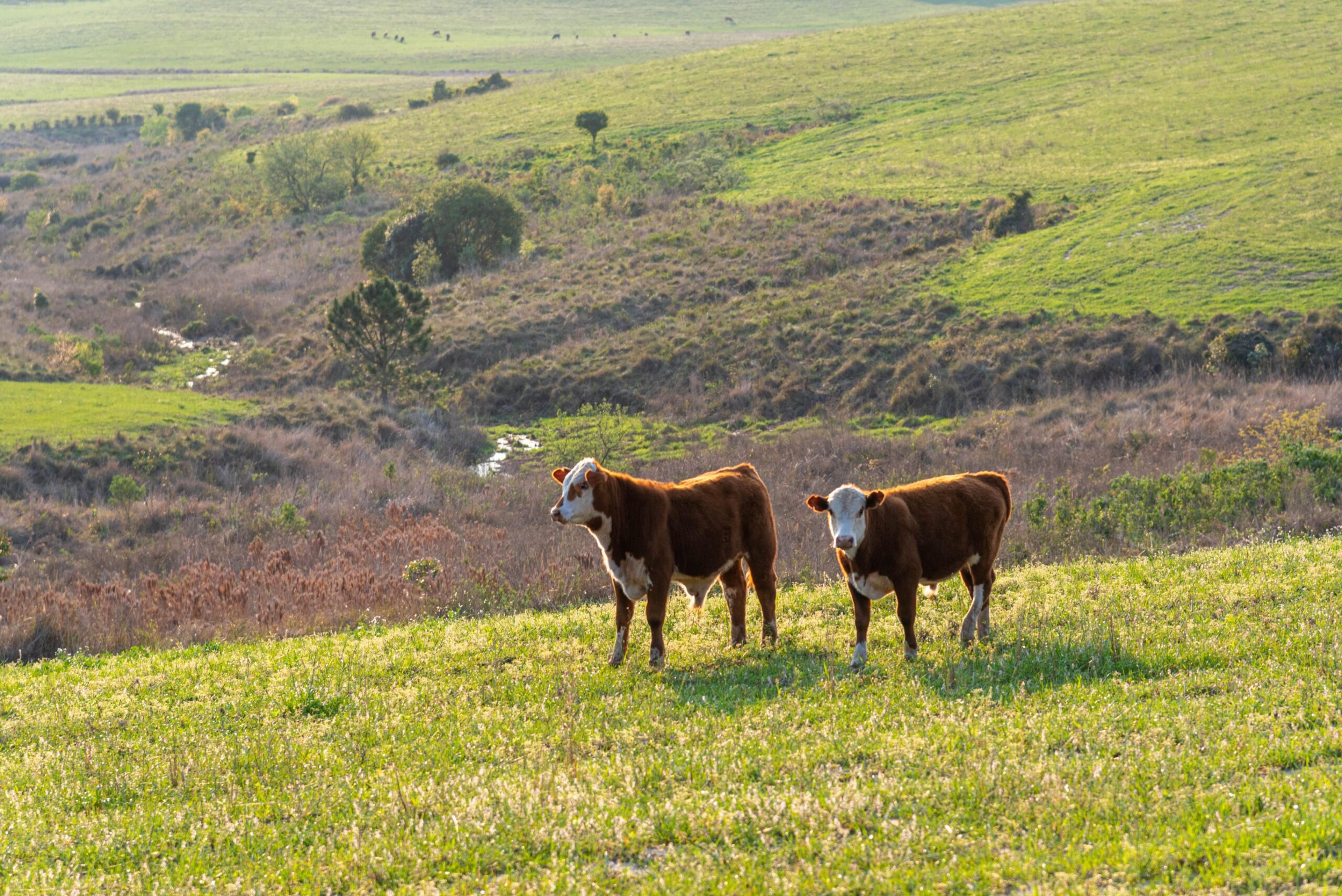 Rio Grande do Sul, Brazil. The cattle roam freely in the pampas. Grass-fed beef is not as sweet as the meat from grain-fed cattle. Many think its flavor is superior./Shutterstock