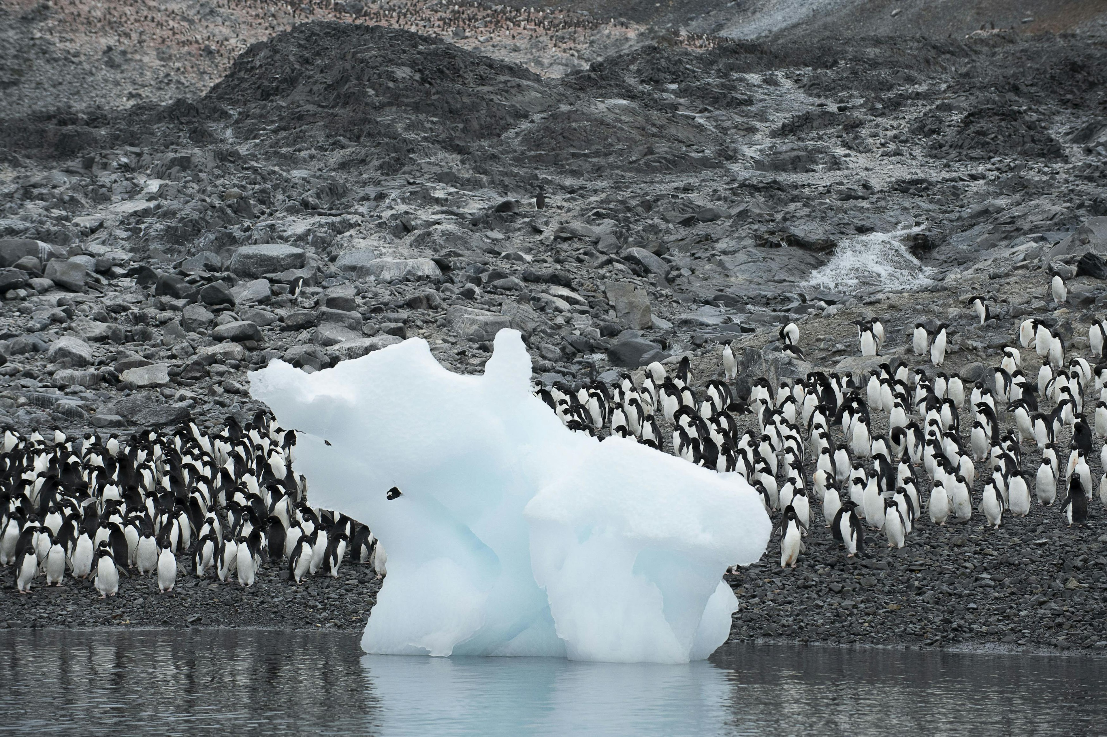 A colony of Adelie penguins stands in front of an iceberg in Hope Bay/Thomas Silcock