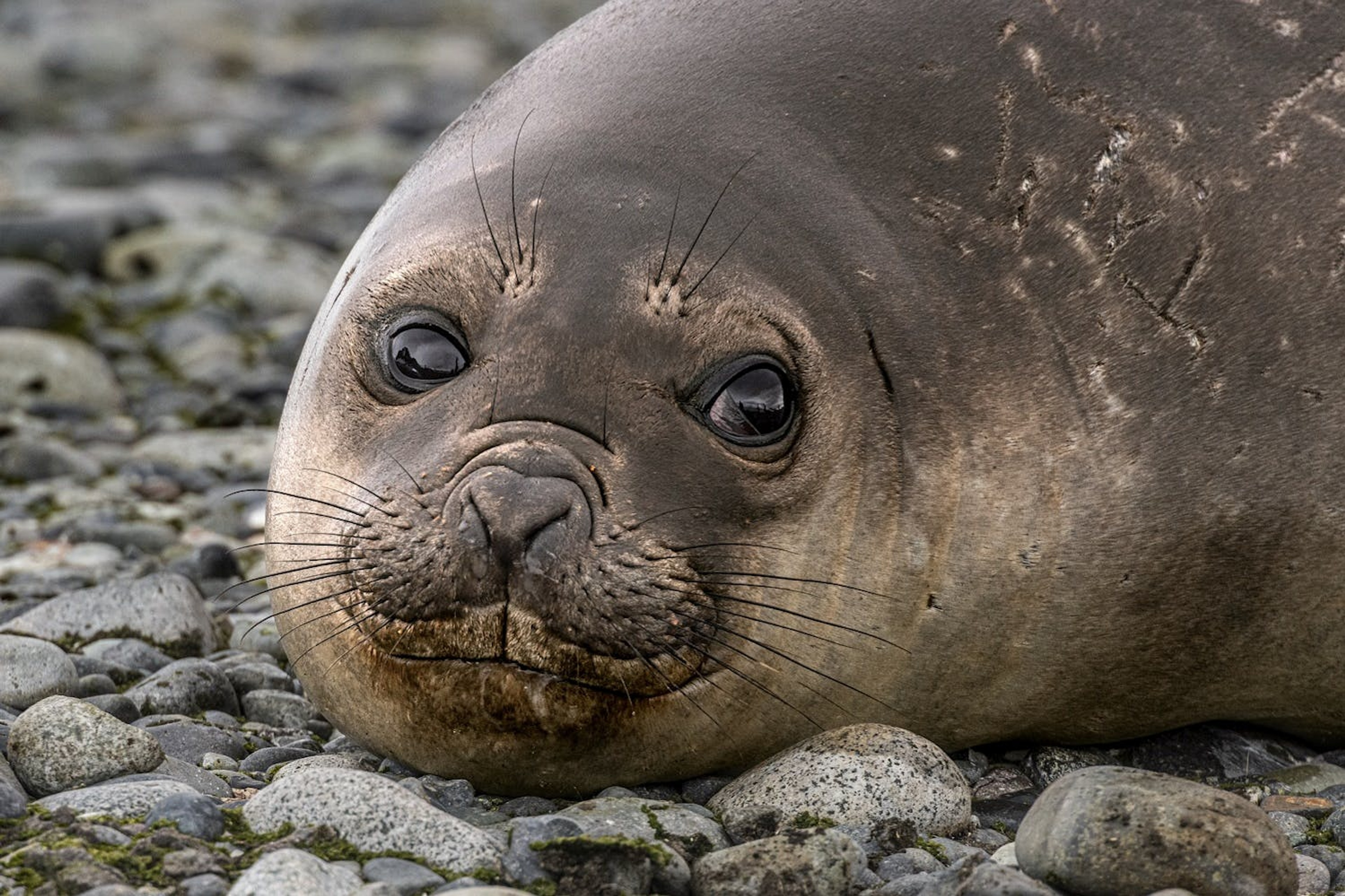 Earless Seal, Antarctic Peninsula 2019