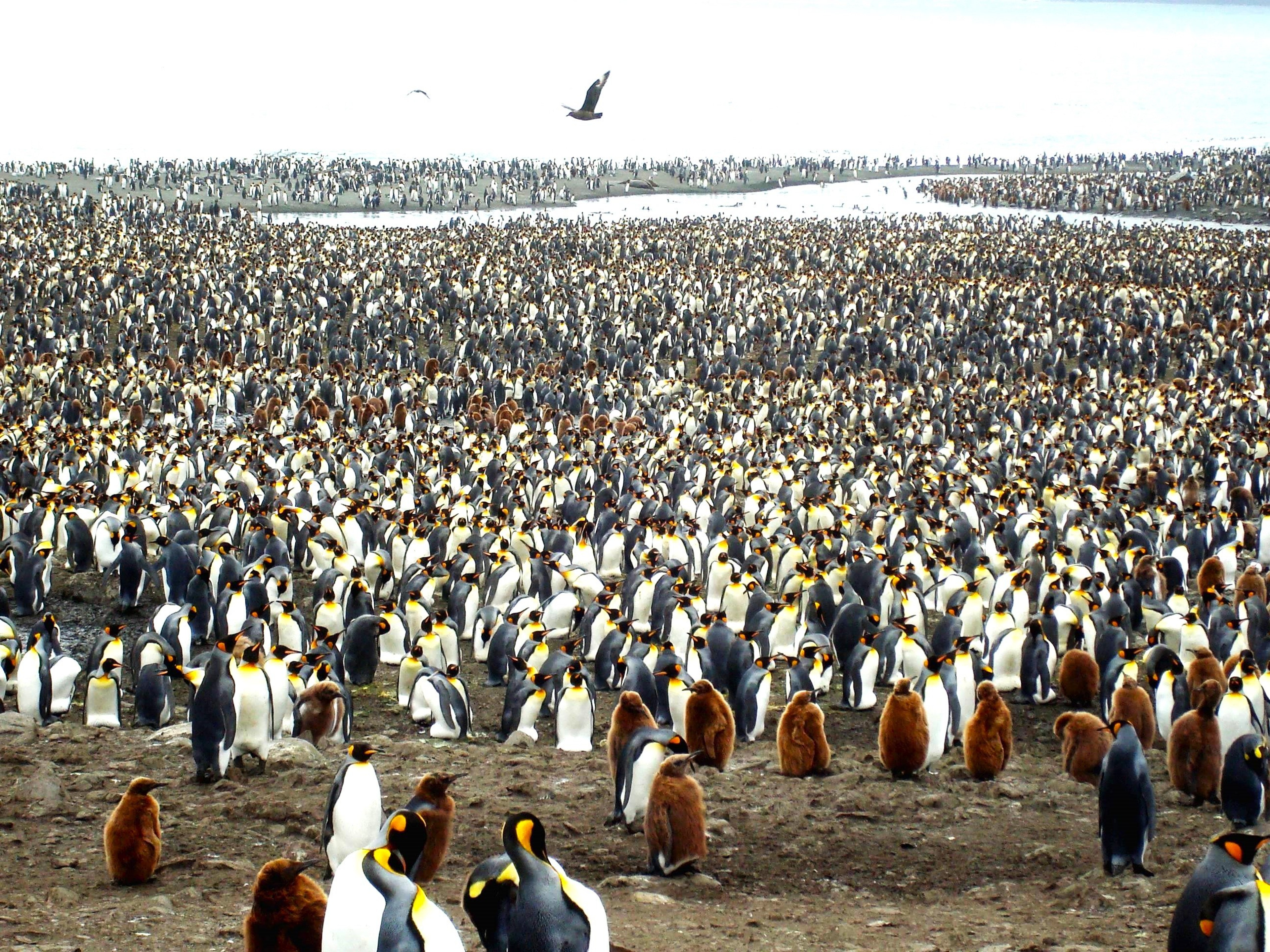 "This spectacle...reminds us again and again of the magnificence and beauty of our planet, which we are always ready to discover with Silversea."/Photo by Alfred Steffen for Silversea