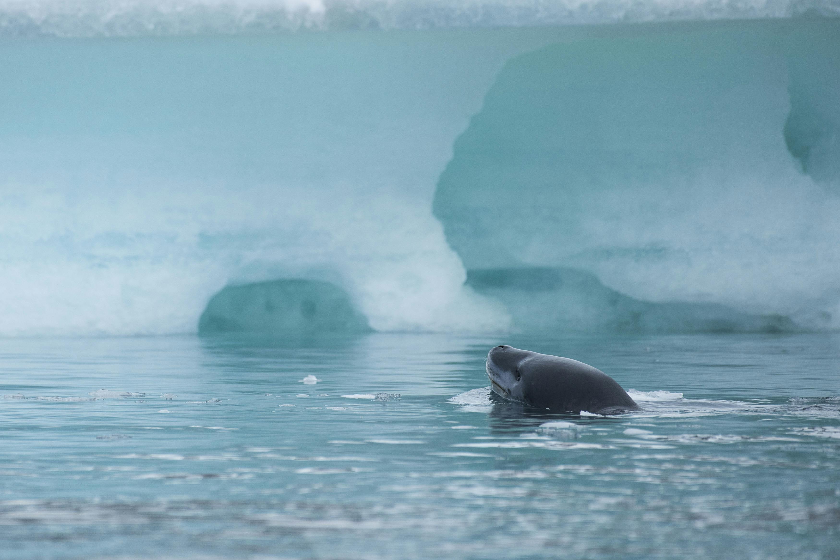 A leopard seal peeks out of the icy waters of Antarctica/Thomas Silcock