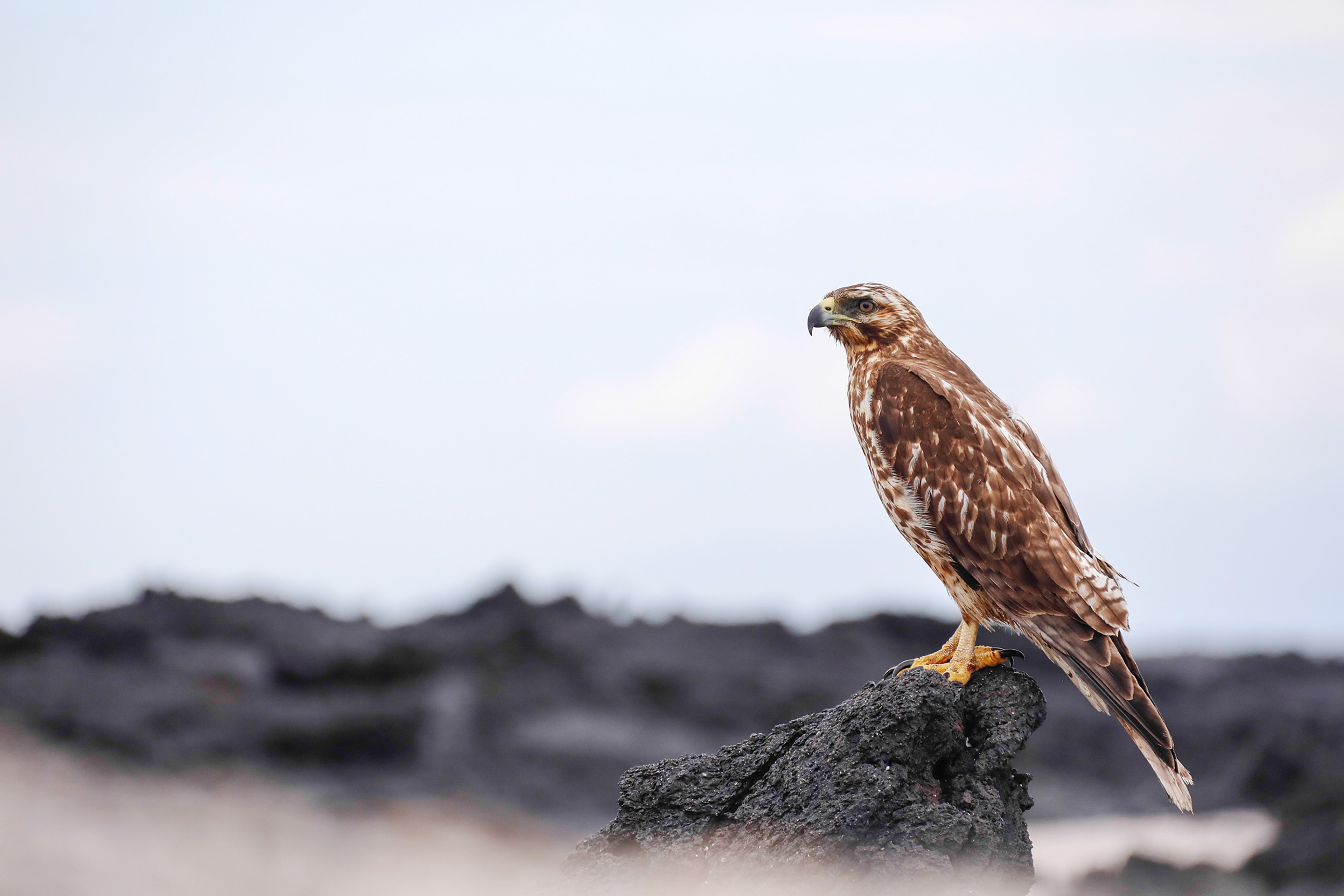 An endemic species, the Galapagos Hawk was observed by Charles Darwin./Jorge Prigann