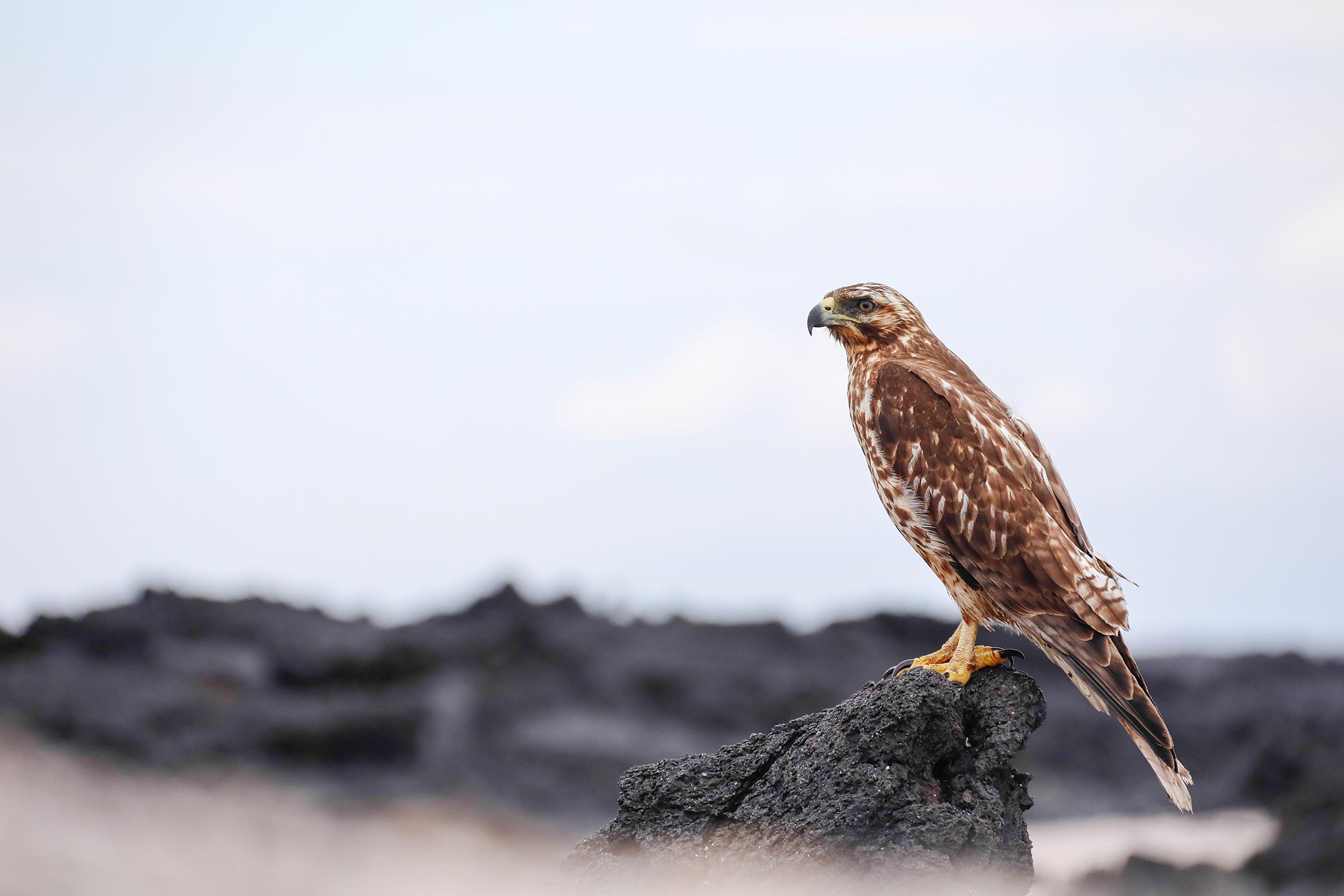 An endemic species, the Galapagos Hawk was observed by Charles Darwin./Jorge Prigann