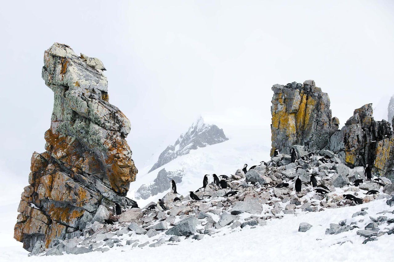 Chinstrap Penguins on Half Moon Island, Antarctica./Denis Elterman