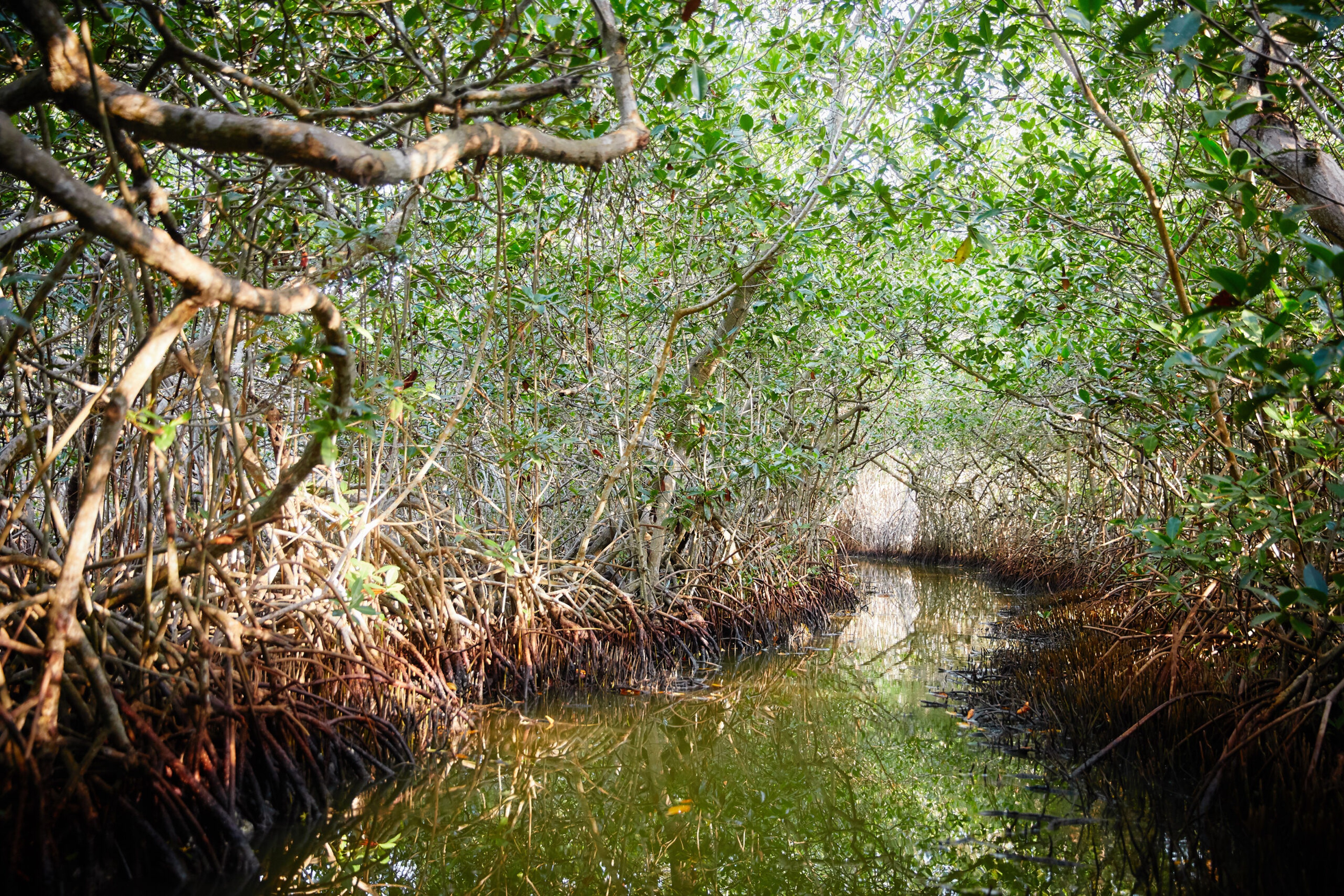 Mangrove trees near the sea in La Boquilla, Colombia, prove fertile grounds for catching crabs./Getty Images