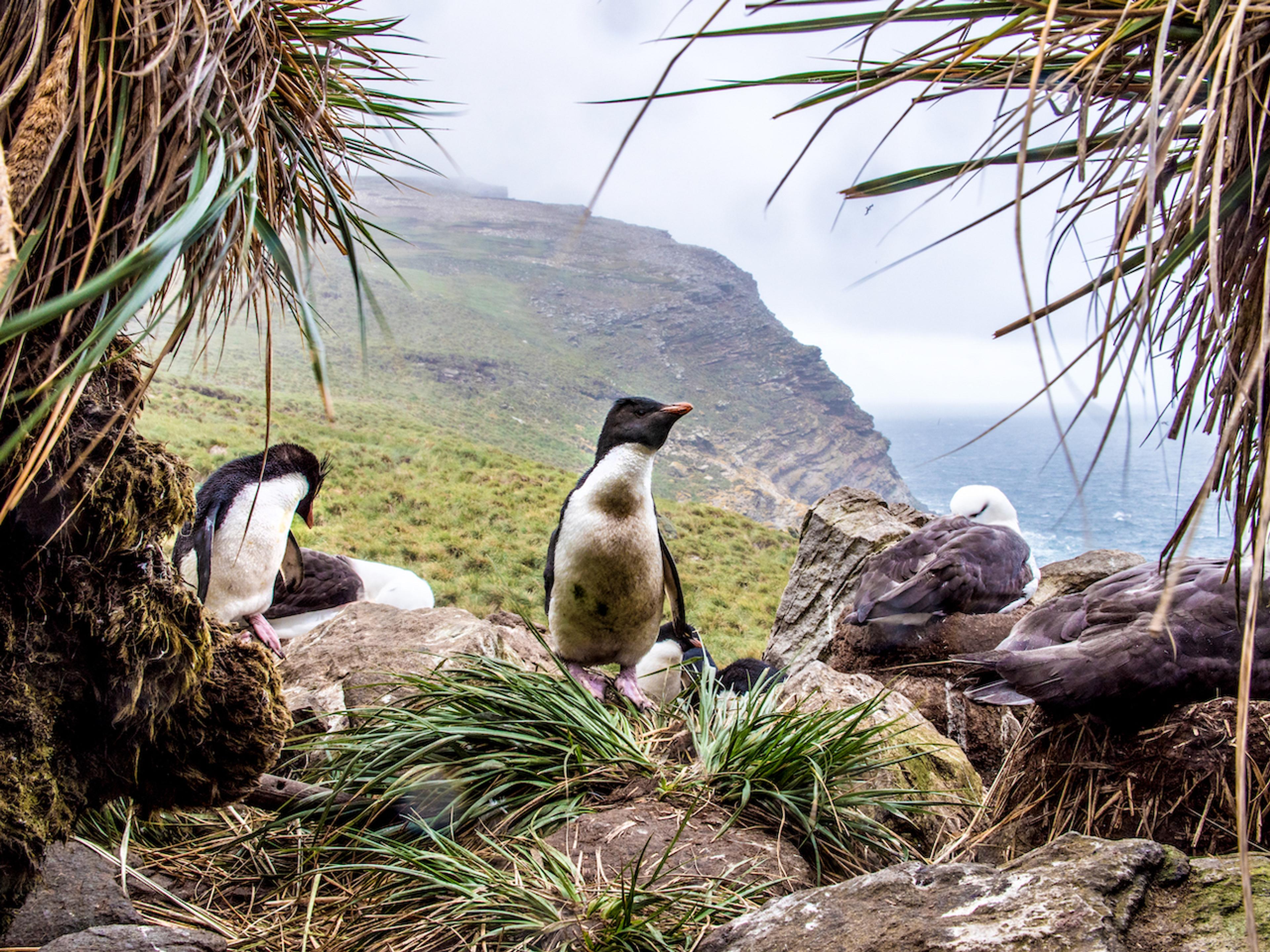 Rockhopper penguins and black-browed albatross coexist in West Point Island/Ross Vernon McDonald