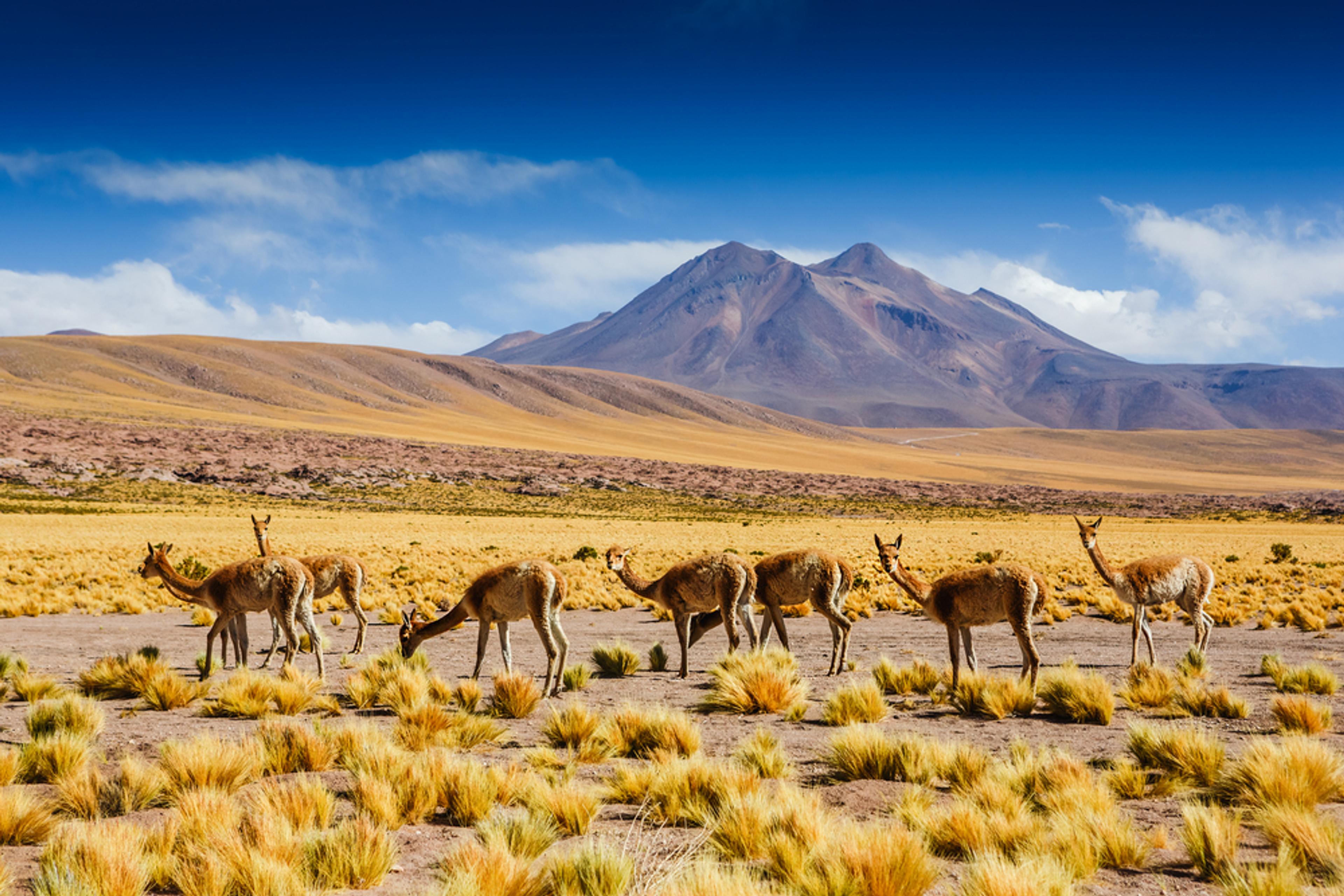 Vicuña in Atacama Desert, Chile./Shutterstock