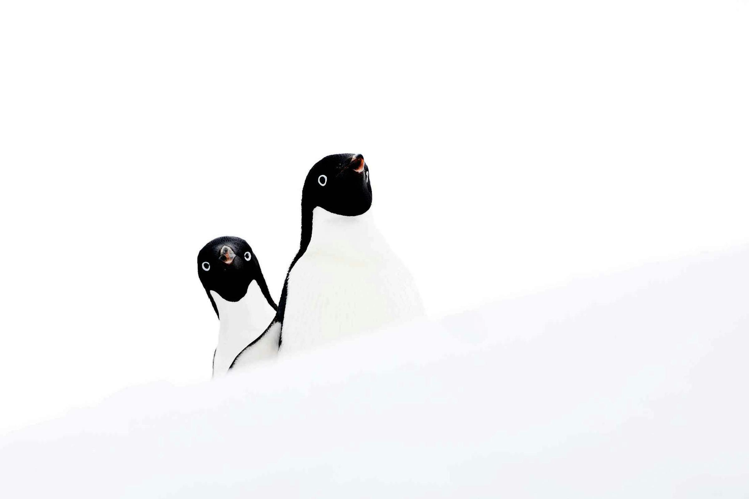 Brush Tailed Penguins Antarcticas Tuxedo Toned Ambassadors