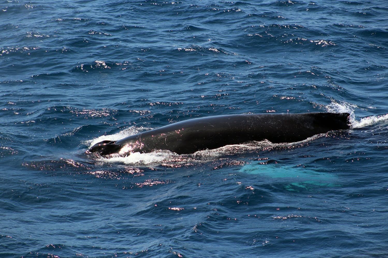 A humpback whale, spotted from a Silversea ship./ORCA