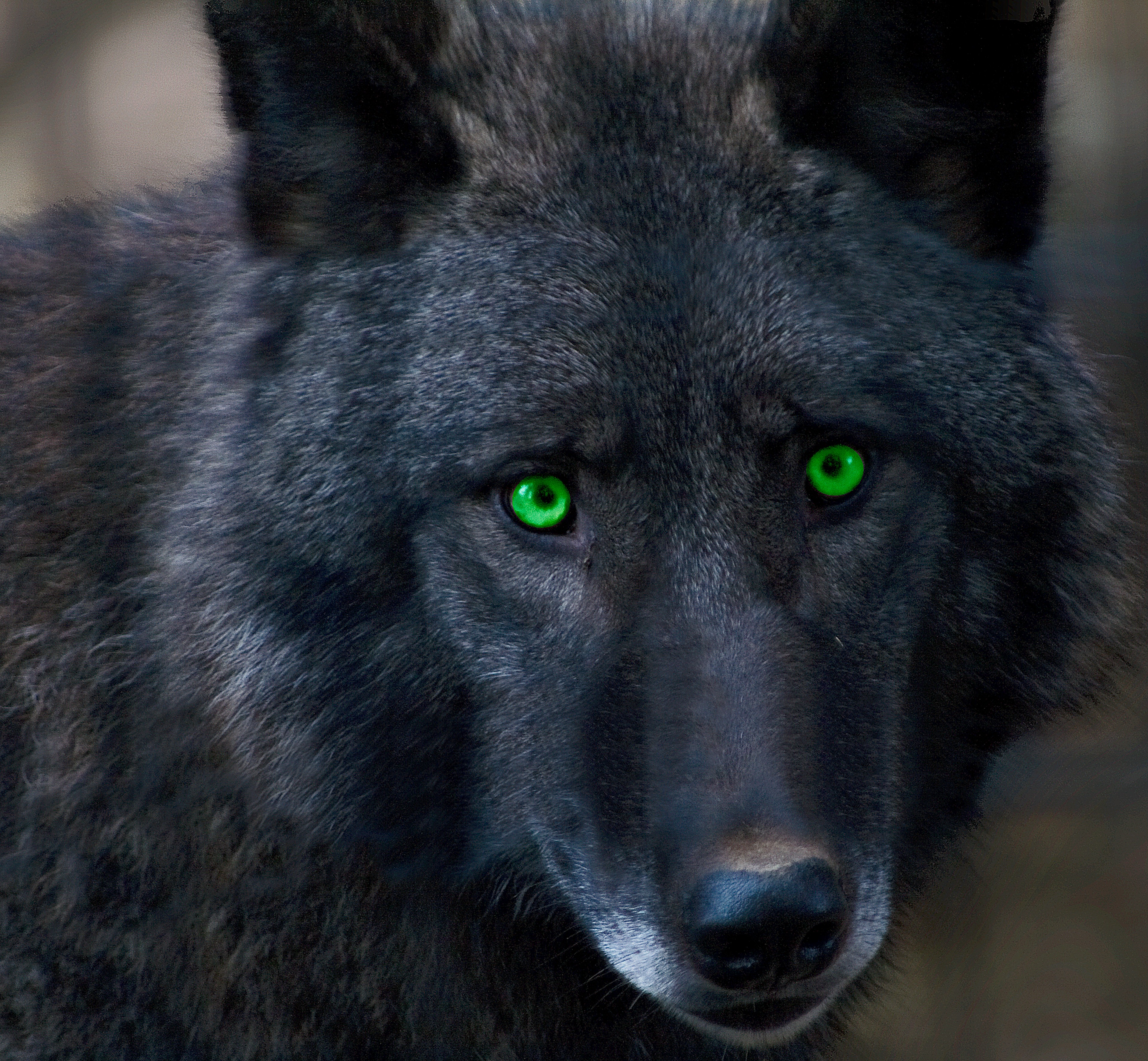 Black wolf at the Alaska Zoo./Getty Images