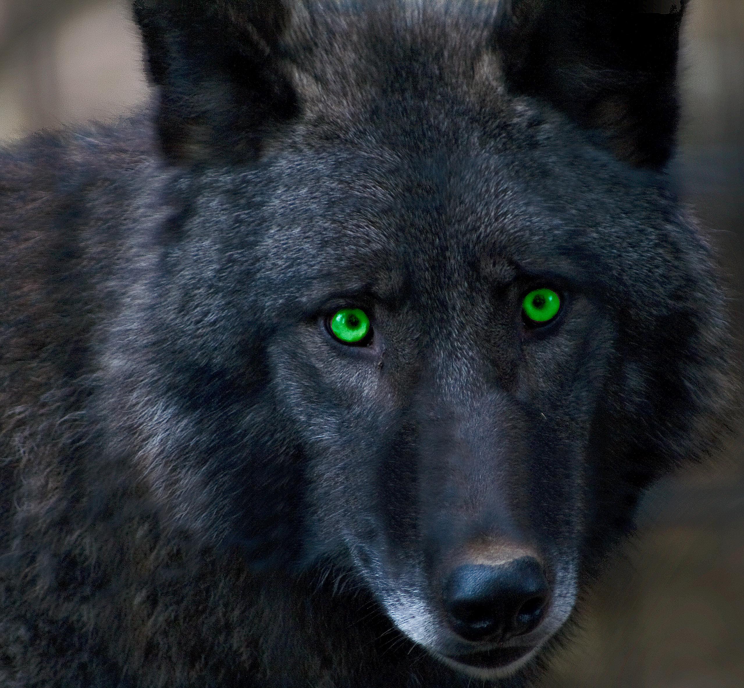 Black wolf at the Alaska Zoo./Getty Images