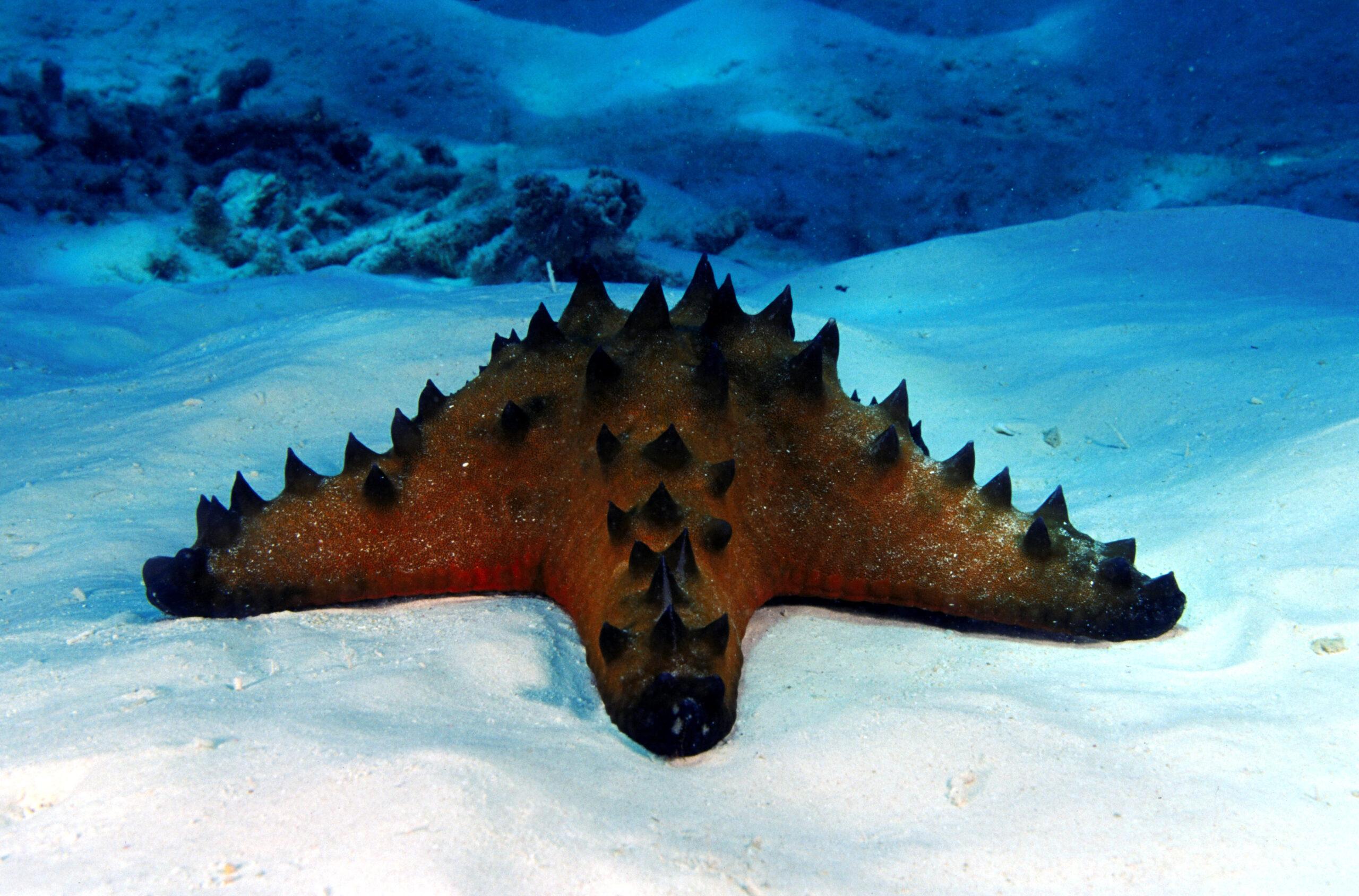 Horned seastar protoreaster nodosus on the sand at Ashmore Reef/Getty Images