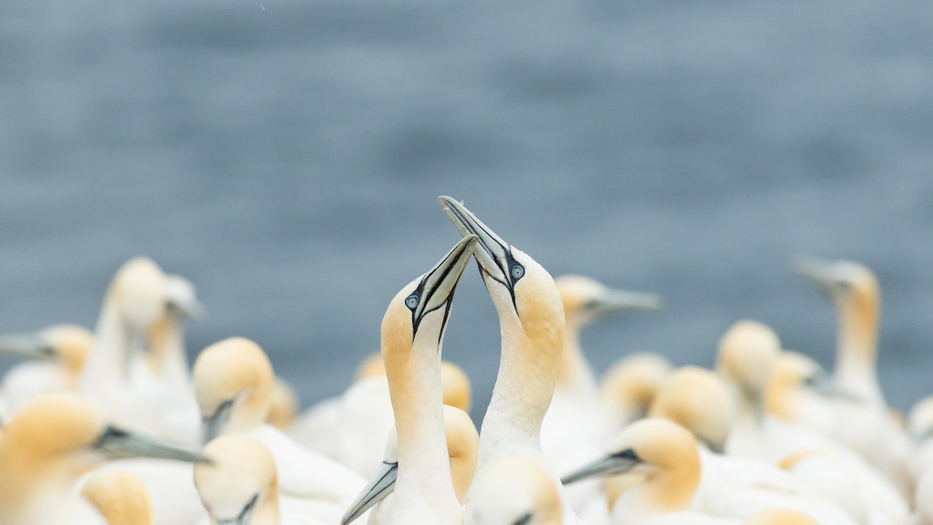 Explore the Incredible Wildlife of Quebec's Bonaventure Island
