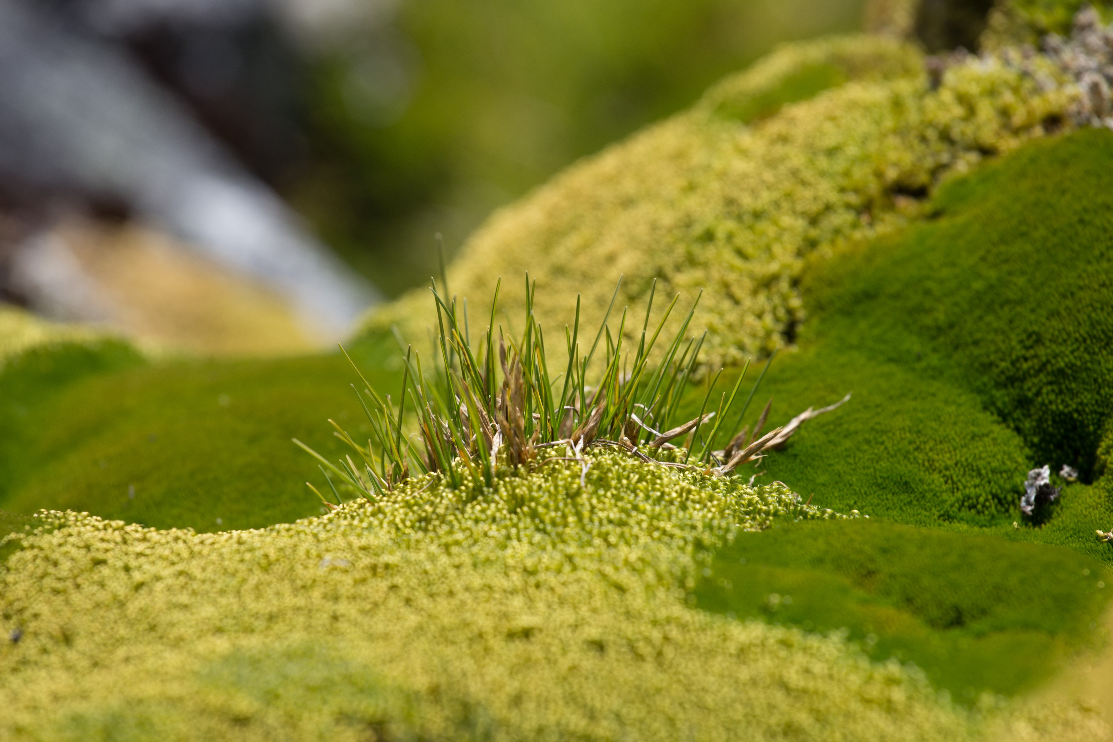 Hair grass is one of two blooming plants on Antarctica. It survives tough conditions to bloom on the frigid, dark continent./Shutterstock