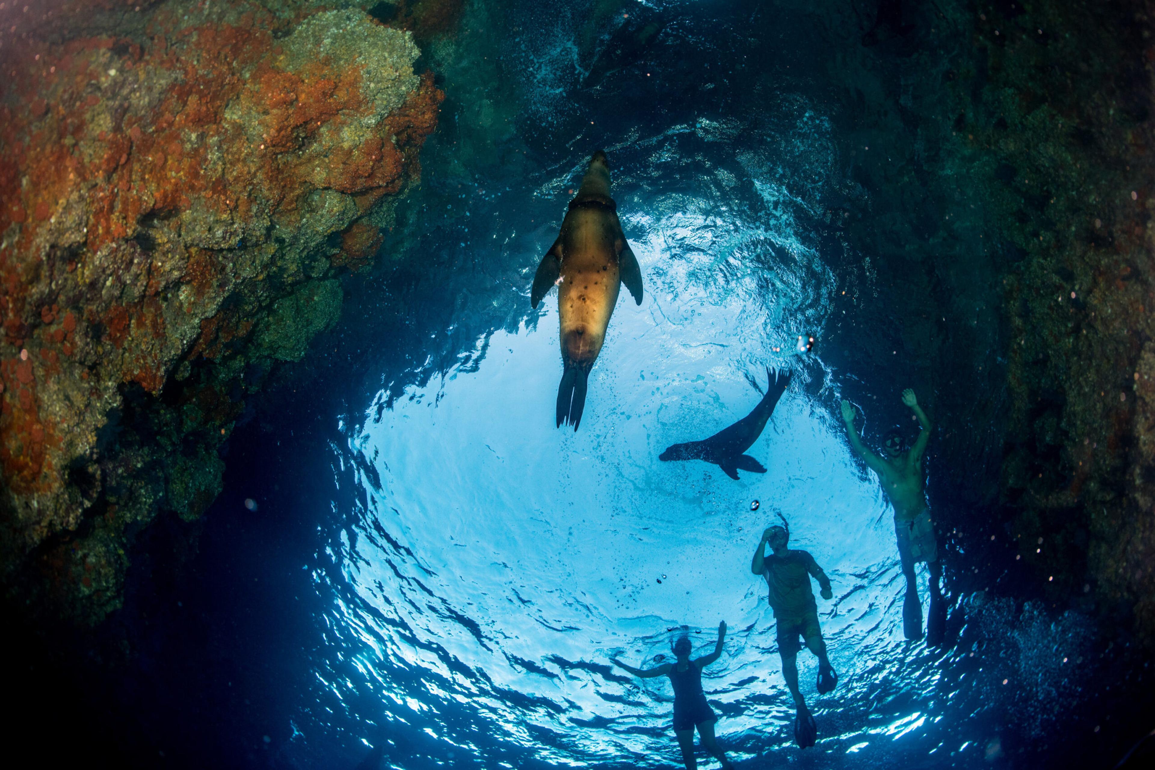 Sea lions cavort with swimmers in the Galápagos./Shutterstock