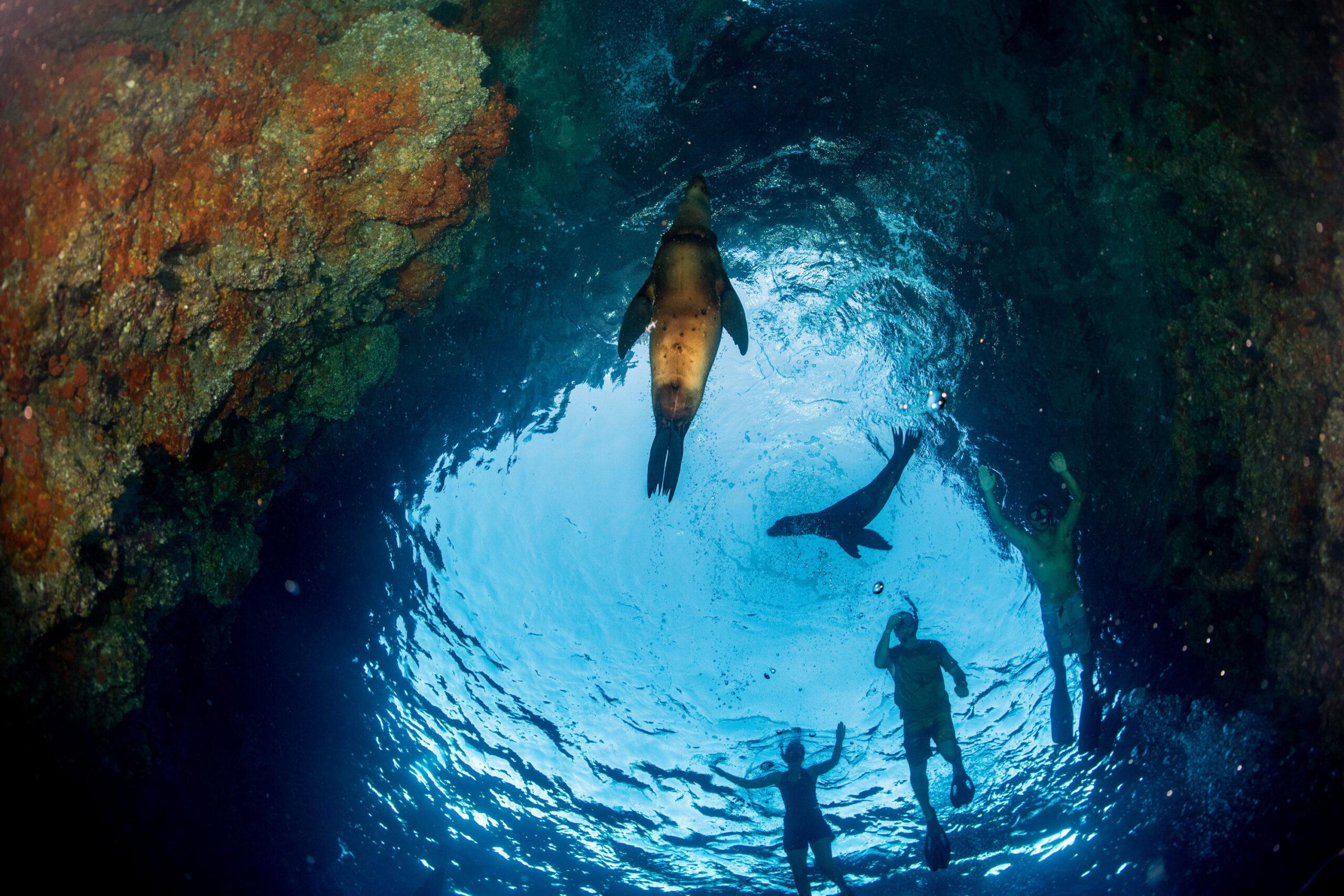 Sea lions cavort with swimmers in the Galápagos./Shutterstock
