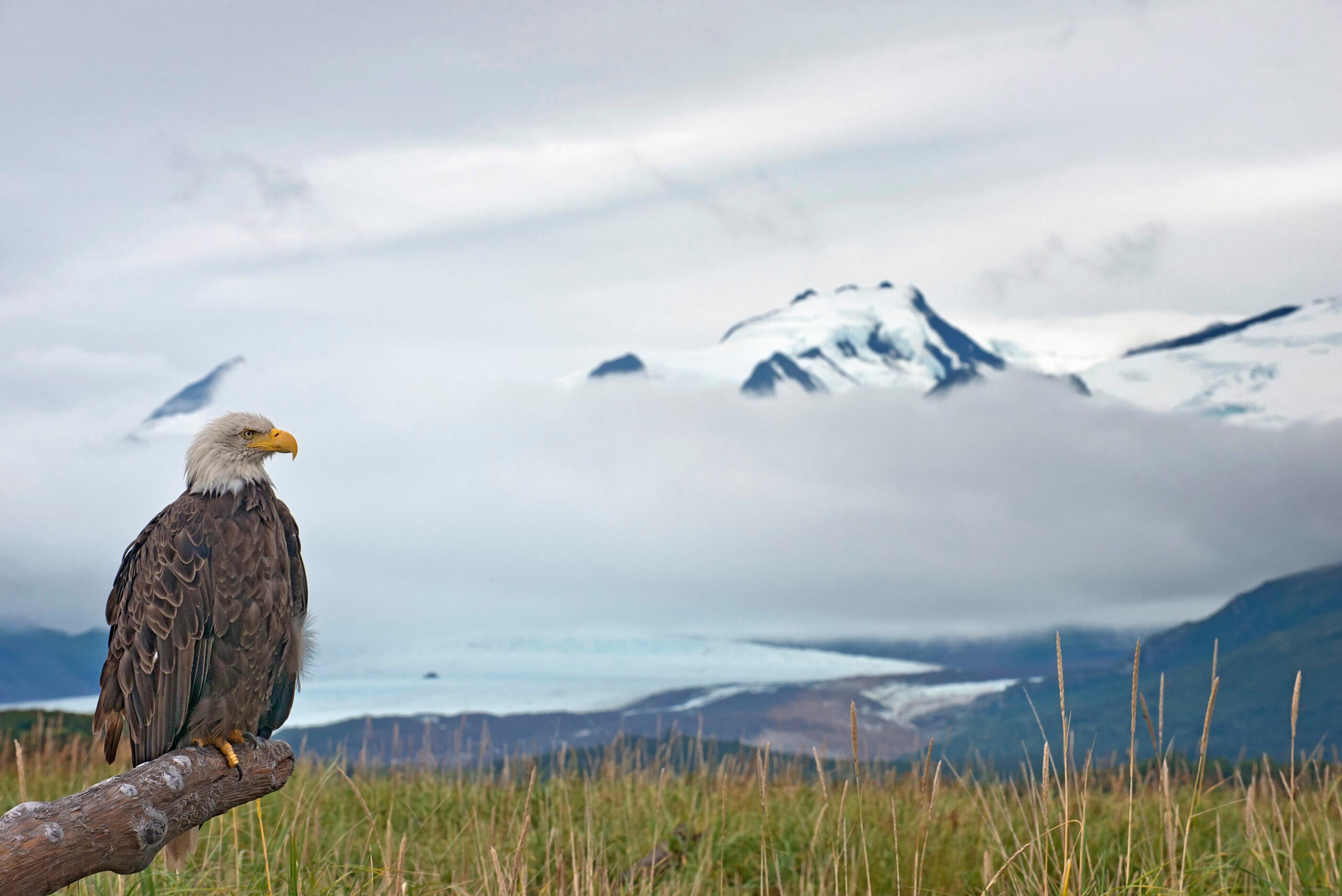 Focus on an animal at rest to be prepared to capture its flight at any moment./Getty Images majestic Bald Eagle in Alaska, with a glacier in the background. There is a low cloud hanging over the blue glacier