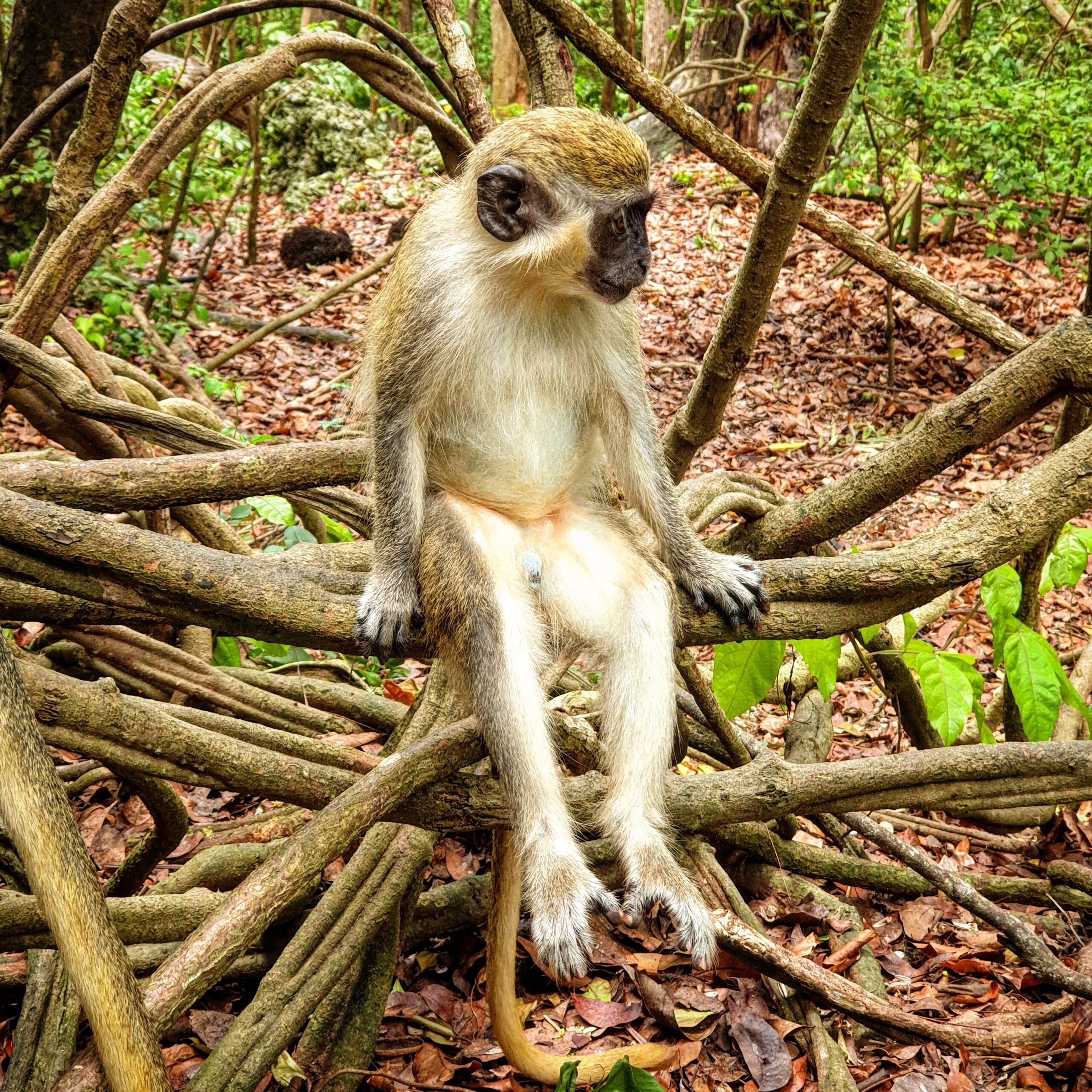 A green monkey at Barbados Animal Reserve/Getty Images