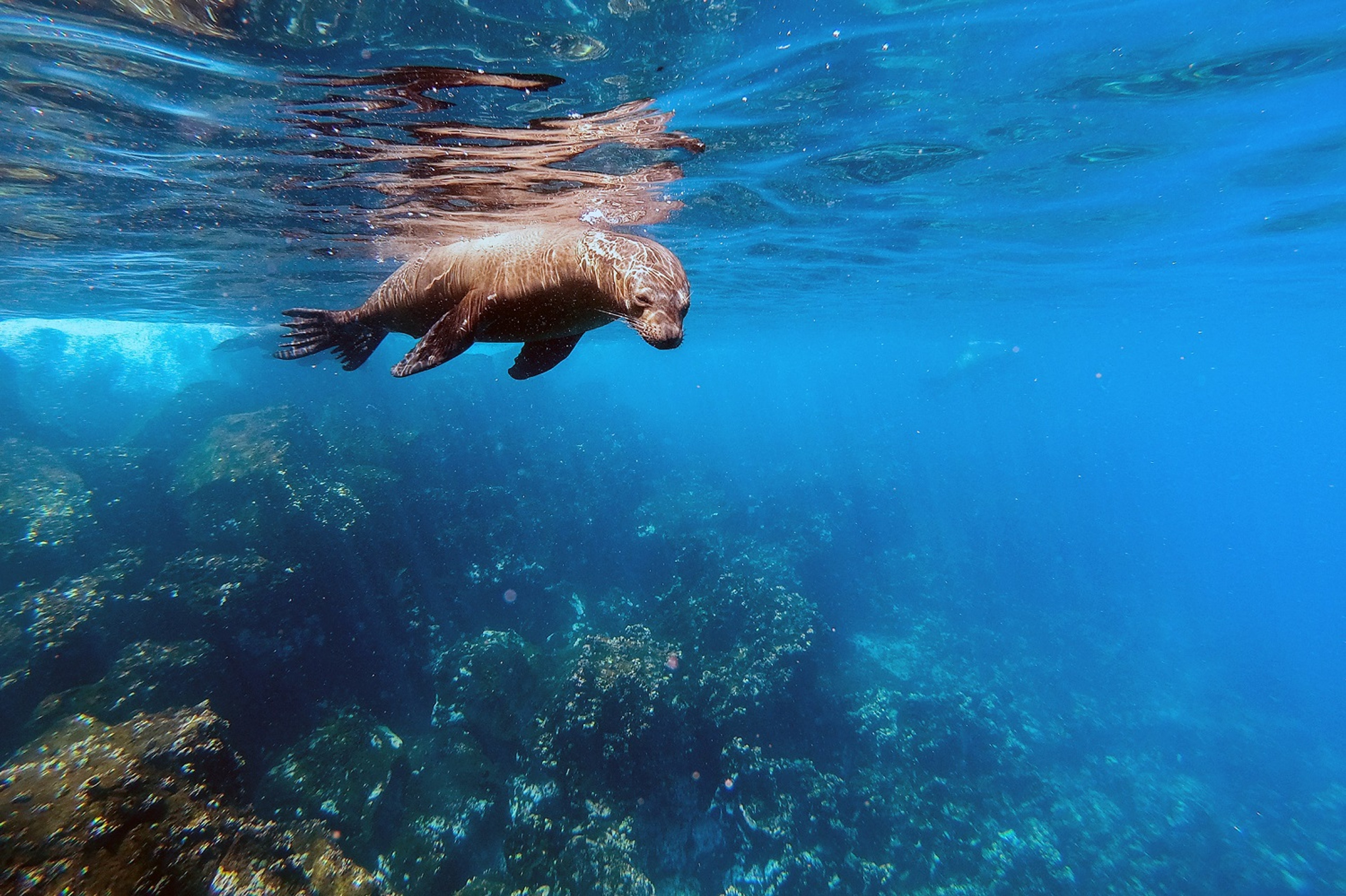 Galápagos Sea Lion, North Seymour Island./Jorge Prigann