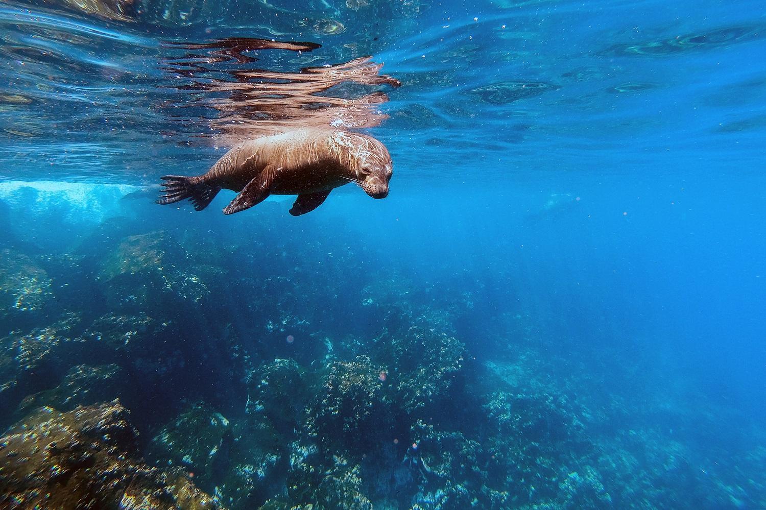 Galápagos Sea Lion, North Seymour Island./Jorge Prigann