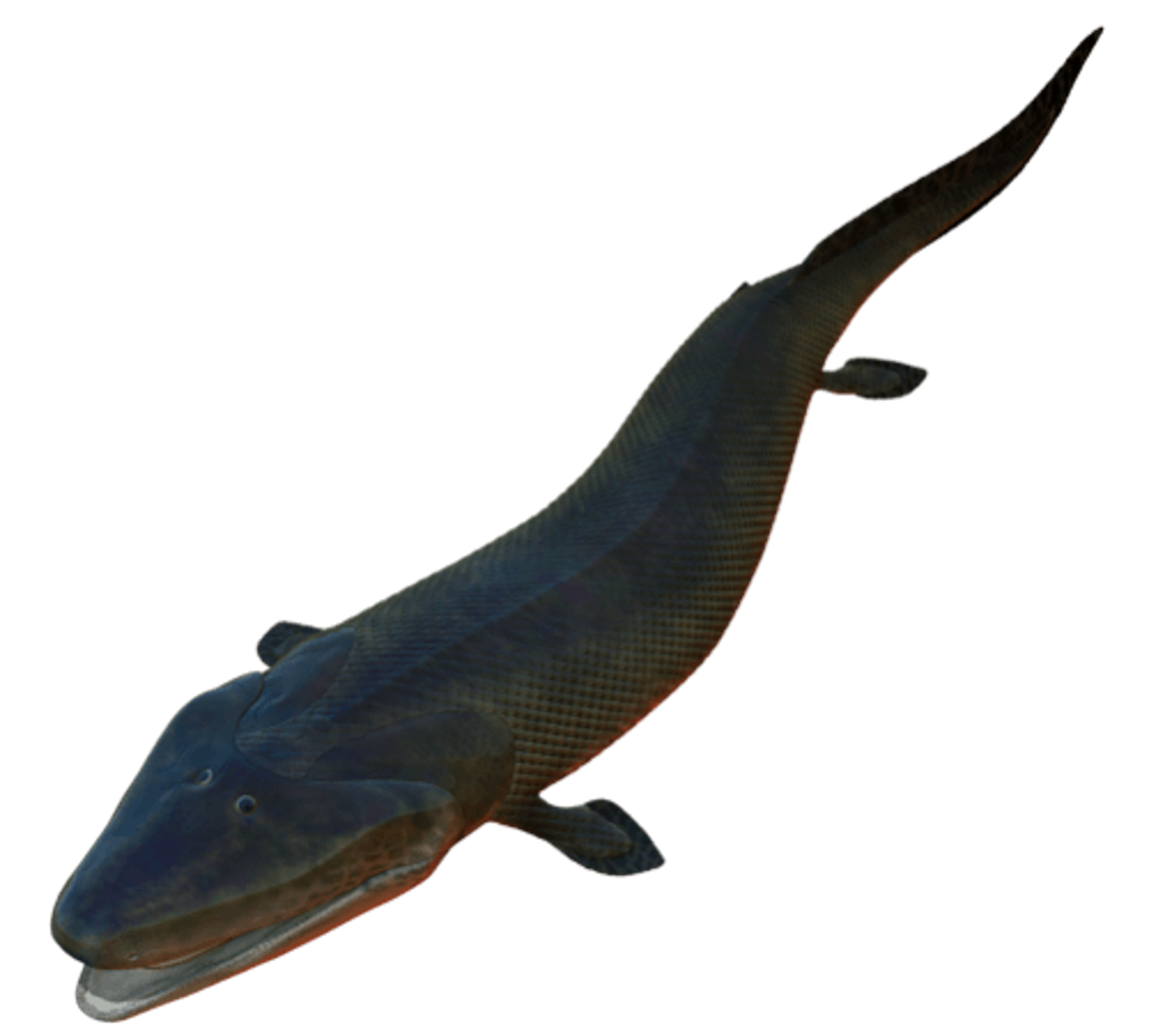 A re-creation of the Tiktaalik from the Canadian Arctic. It walked on land./Wikipedia