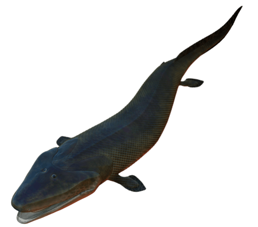 A re-creation of the Tiktaalik from the Canadian Arctic. It walked on land./Wikipedia