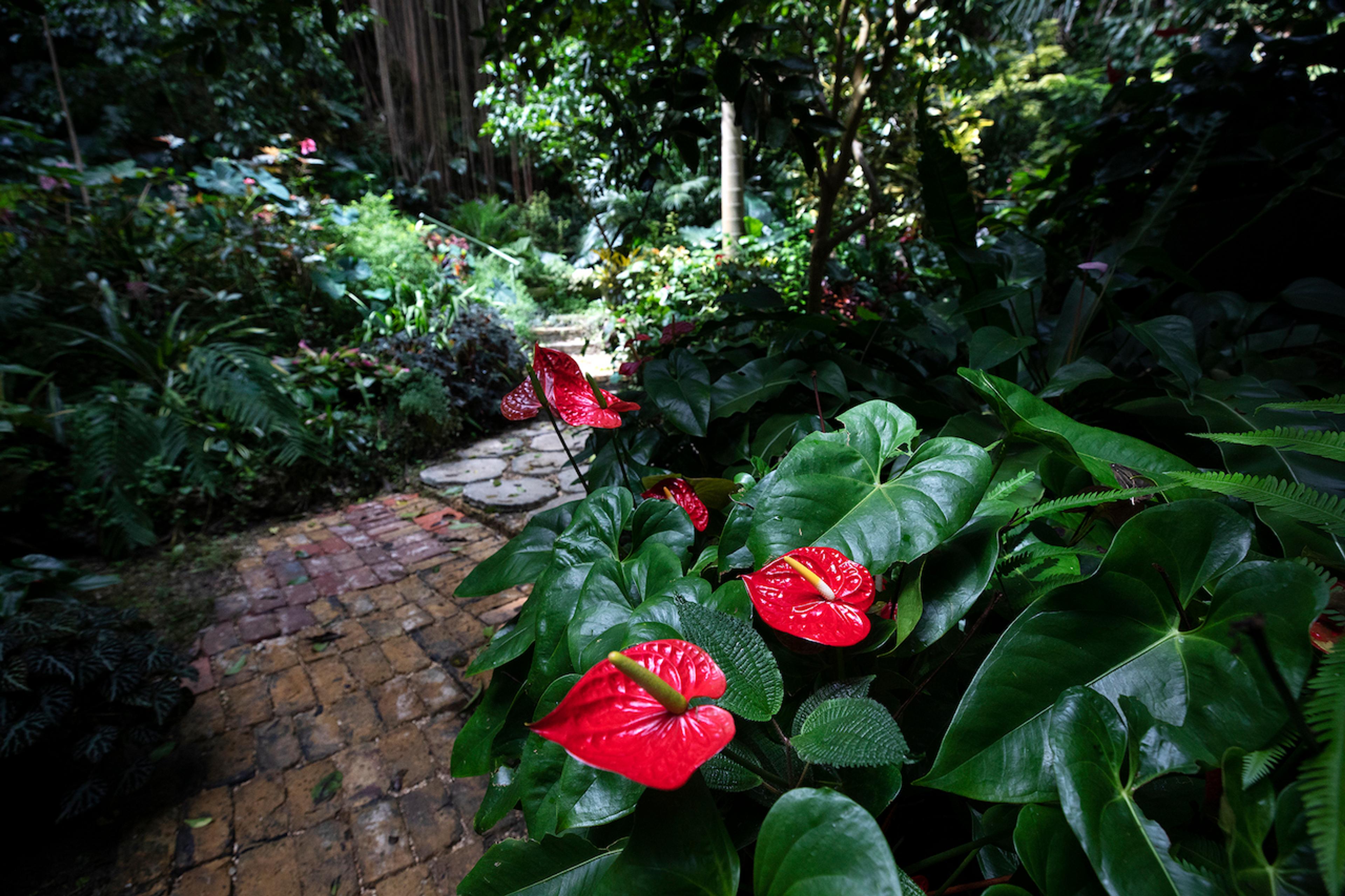Hunte's Gardens boasts 10 acres of dense tropical vegetation/Lucia Griggi