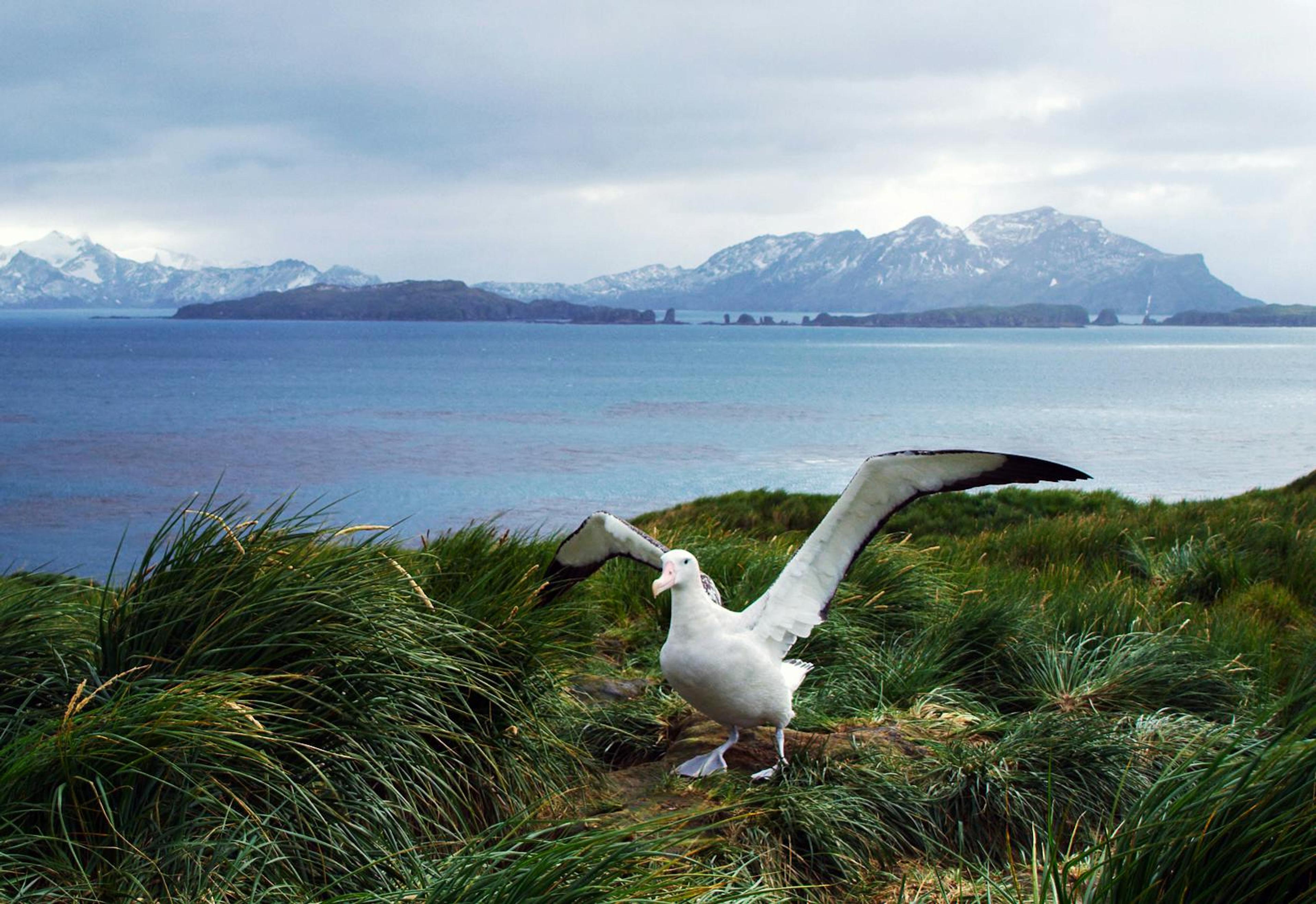 Wandering Albatross, Prion Island, South Georgia/Benn Berkeley