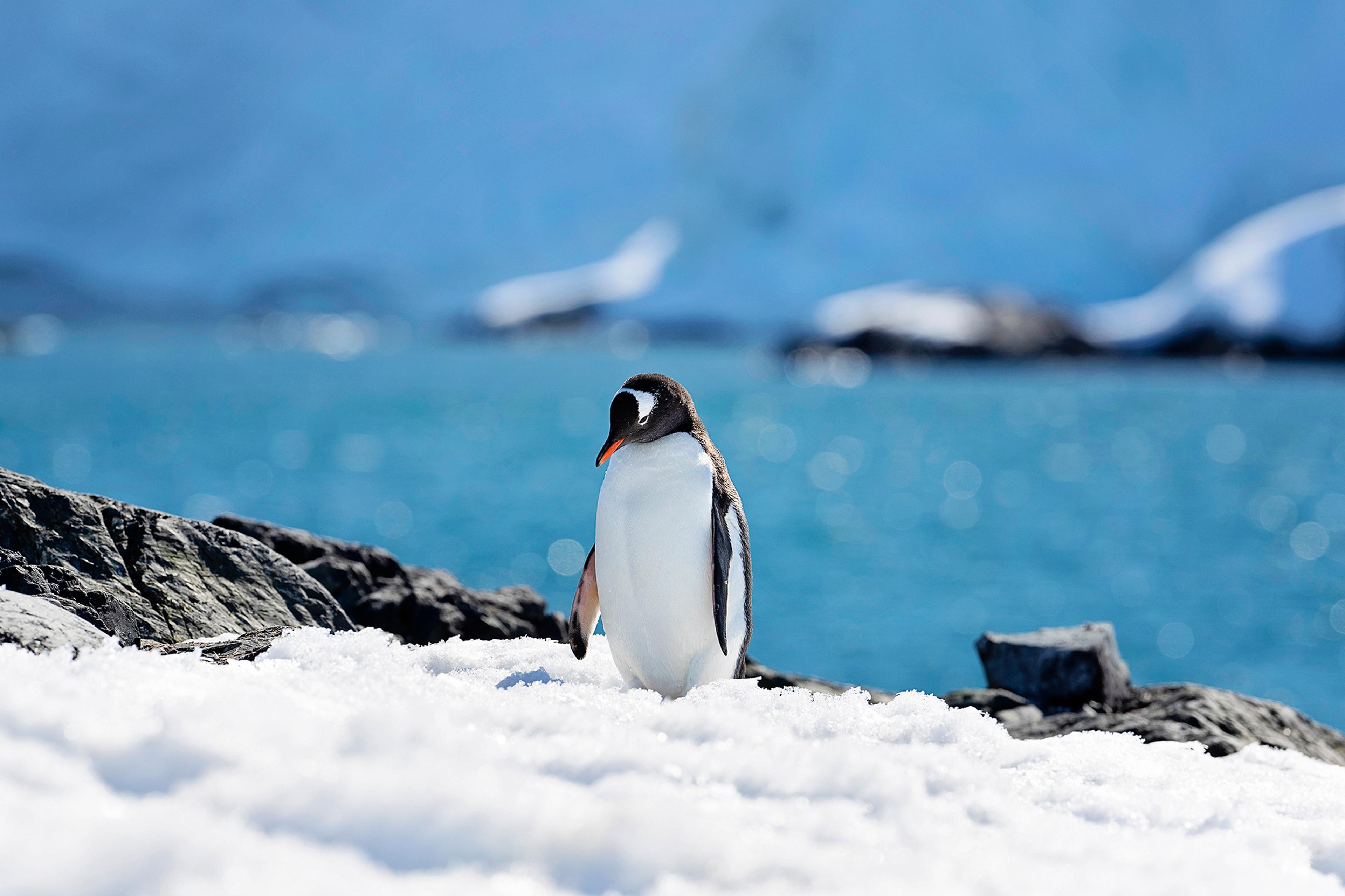Gentoo Penguin in Petermann Island/Victoria Walker for Silversea