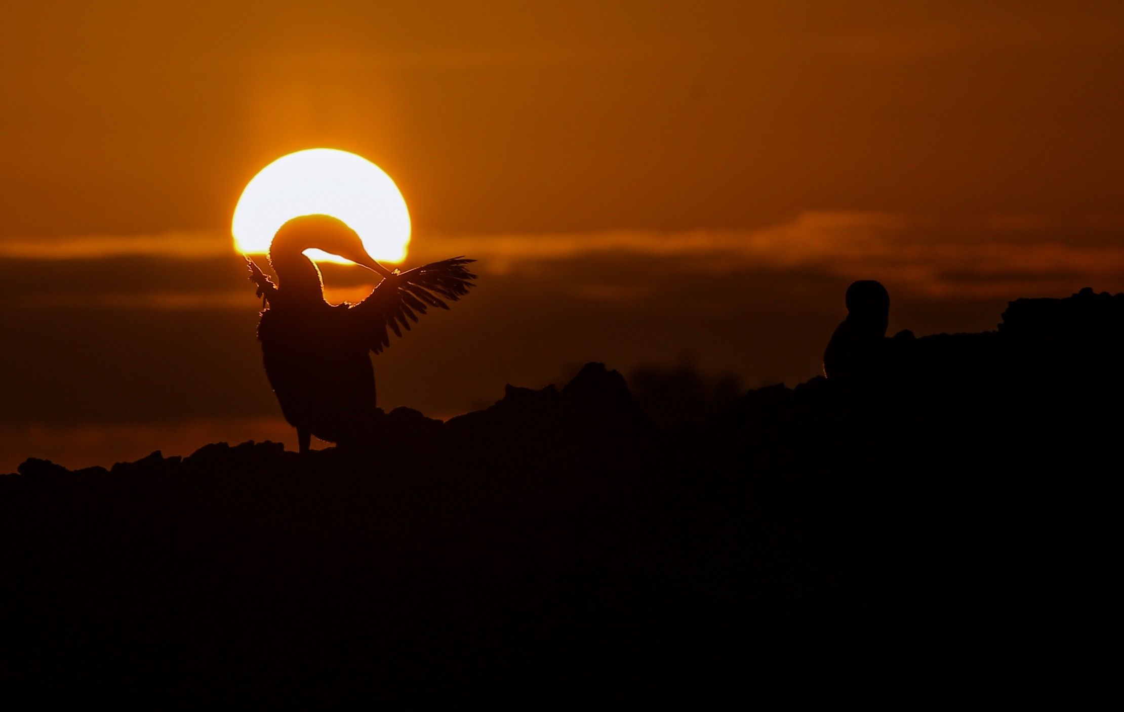 One of Many Wonderful Experiences in Galápagos is Swimming with Curious Cormorants
