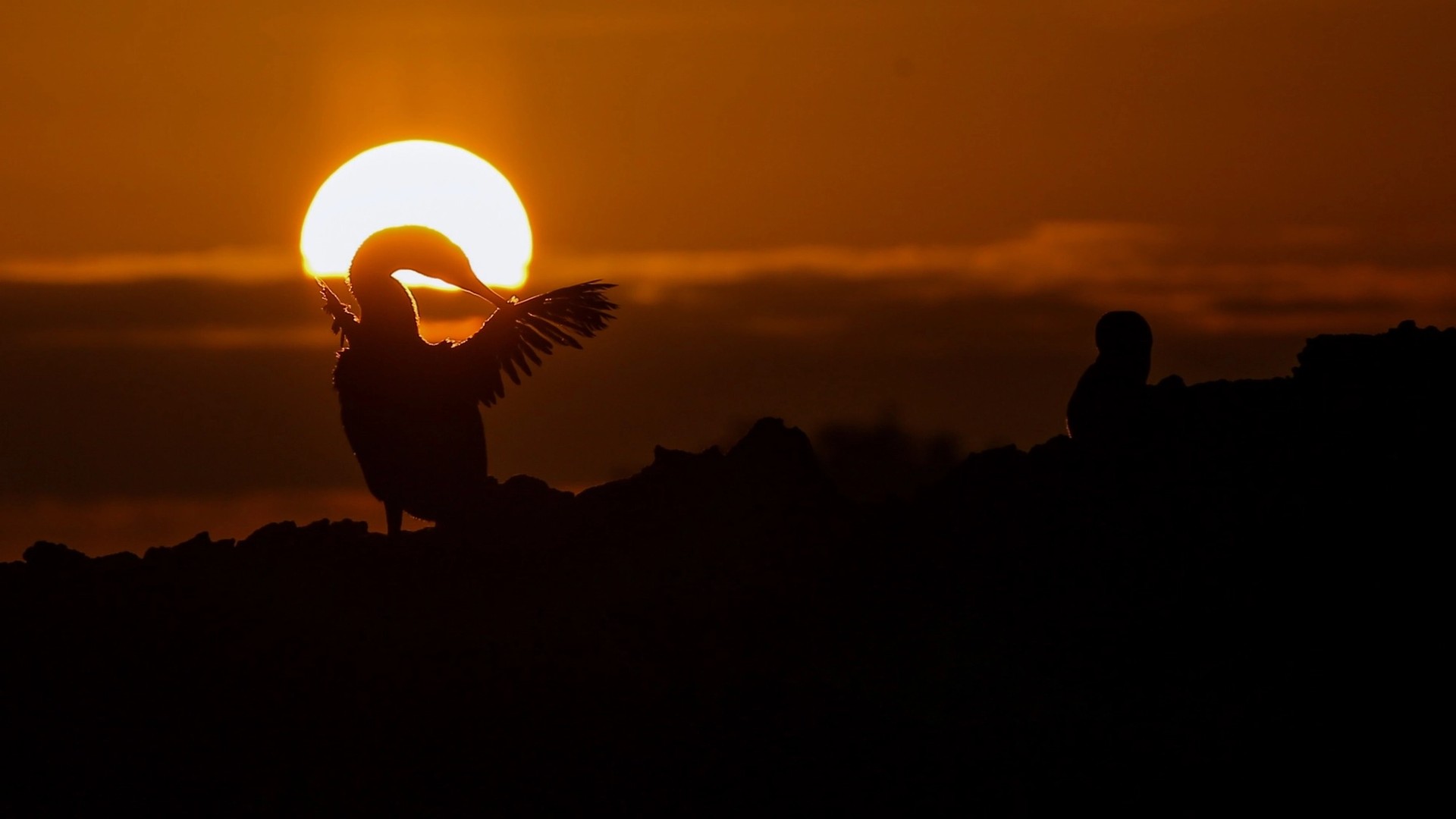 One of Many Wonderful Experiences in Galápagos is Swimming with Curious Cormorants