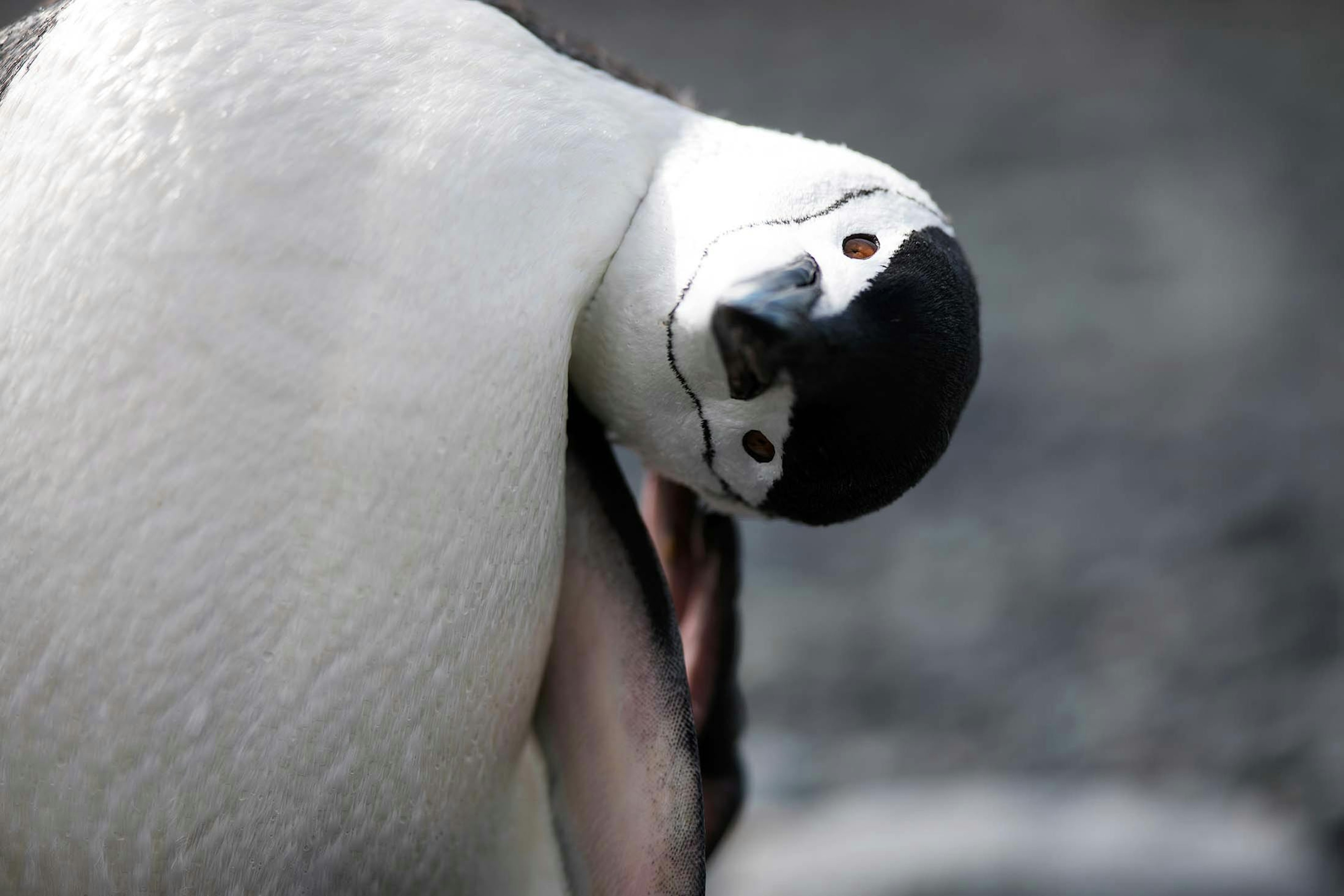 Chinstrap Penguins owe their name to the dark line that runs under their chins./Lucia Griggi