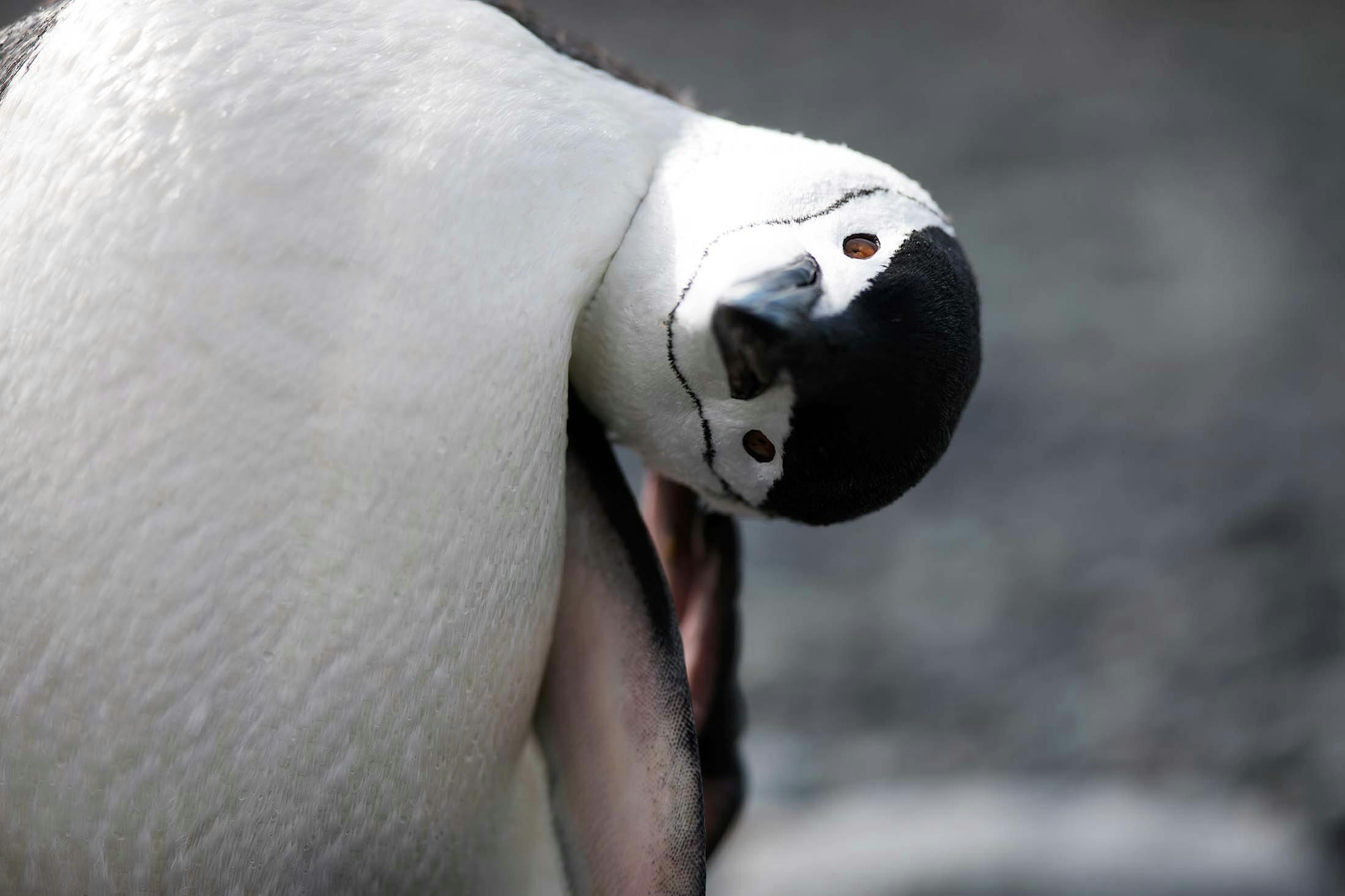 Chinstrap Penguins owe their name to the dark line that runs under their chins./Lucia Griggi