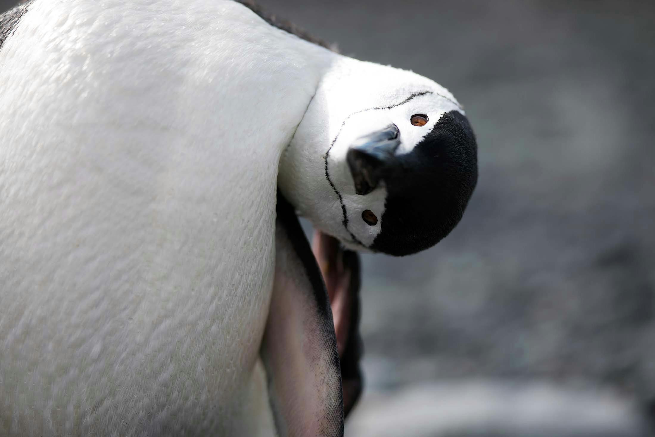A Chinstrap Penguin, Half Moon Island, Antarctica/Lucia Griggi