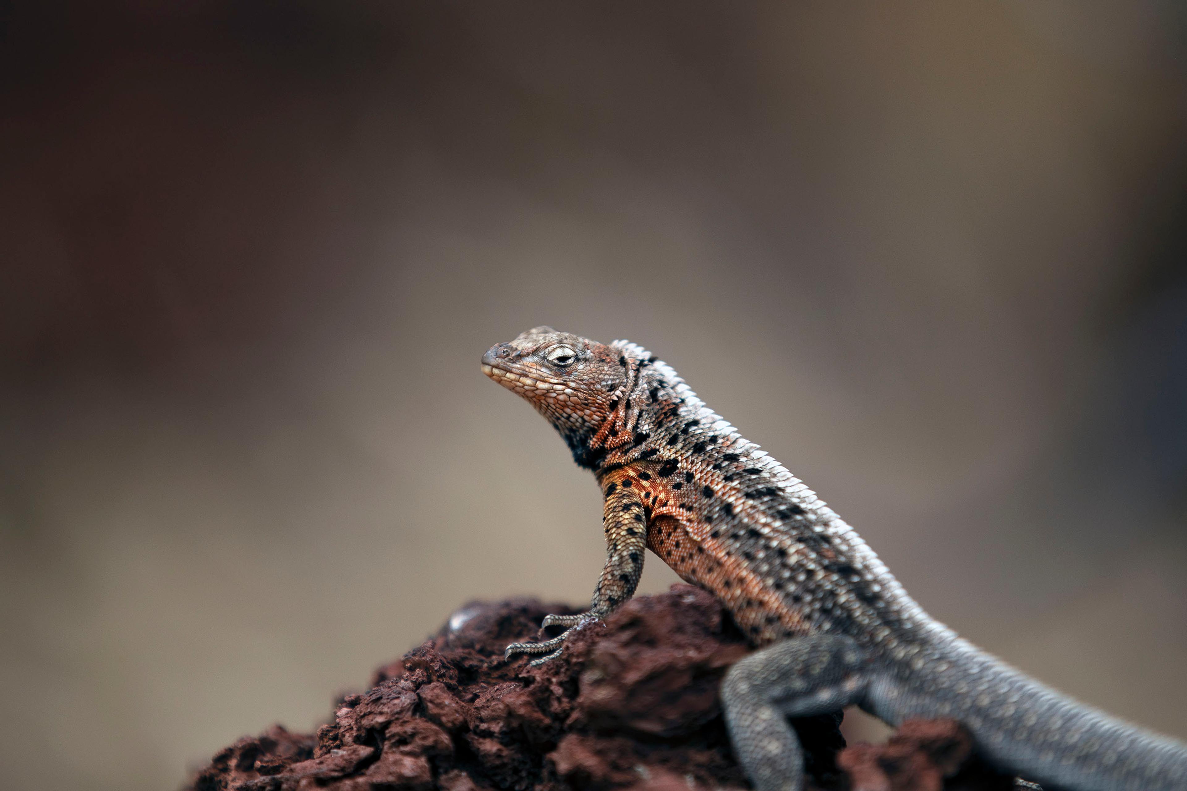 True to its name, the Santiago Lava Lizard thrives in Santiago Island and the nearby islets of Rábida and Bartolomé in Galápagos./Lucia Griggi