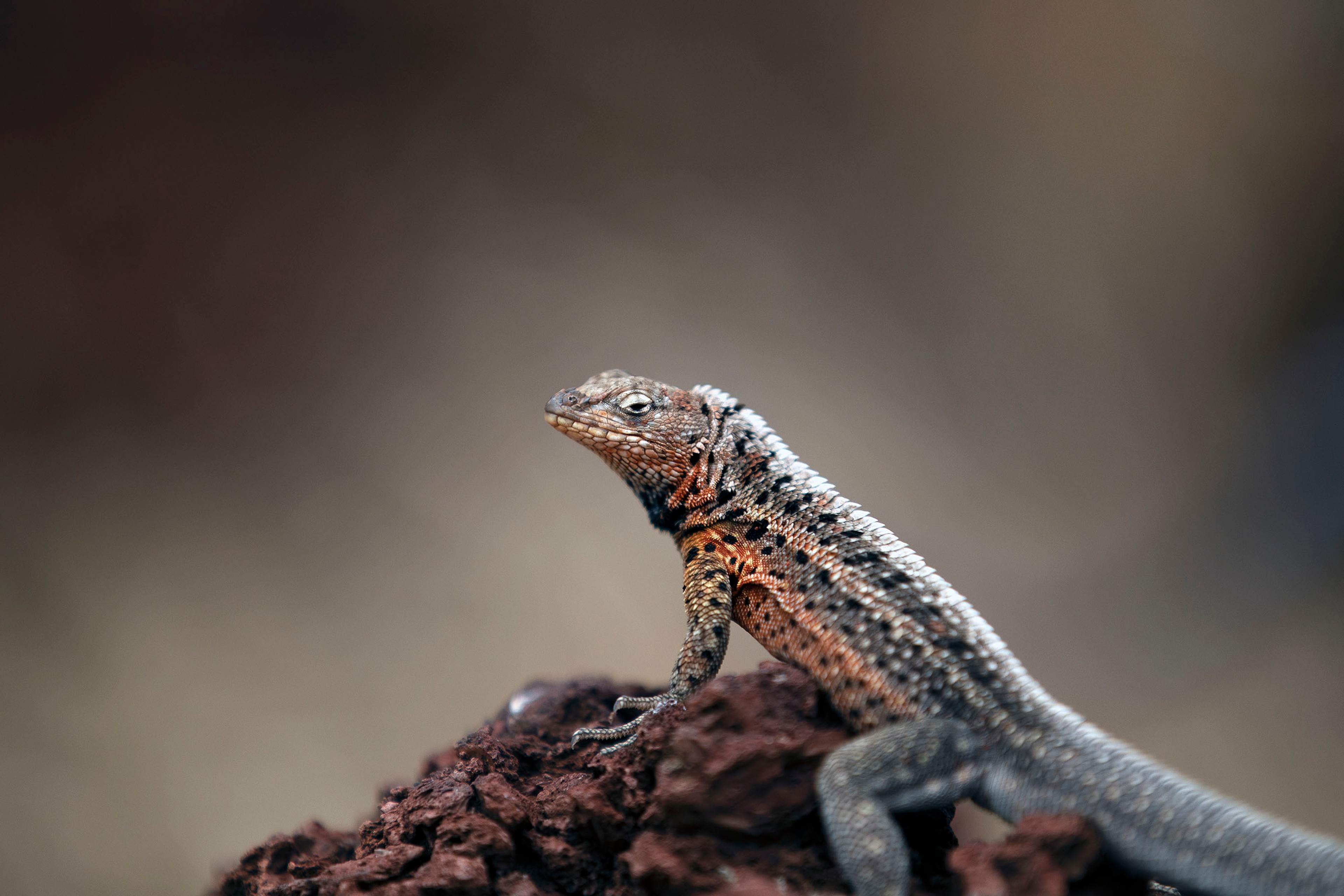 True to its name, the Santiago Lava Lizard thrives in Santiago Island and the nearby islets of Rábida and Bartolomé in Galápagos./Lucia Griggi